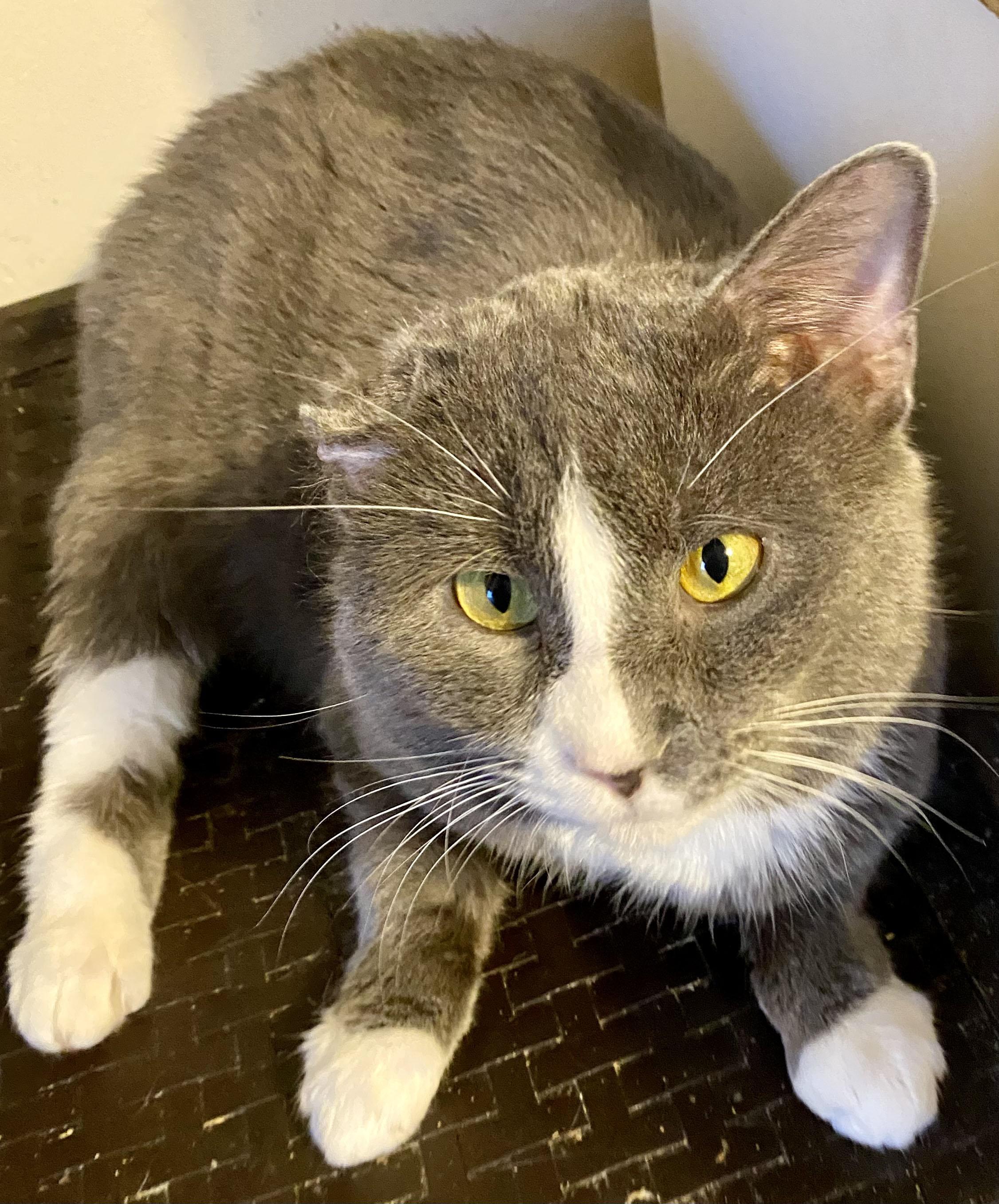 Enlarge Twilight, a Adoptable Domestic Short Hair in Mansfield, OH image 3/3