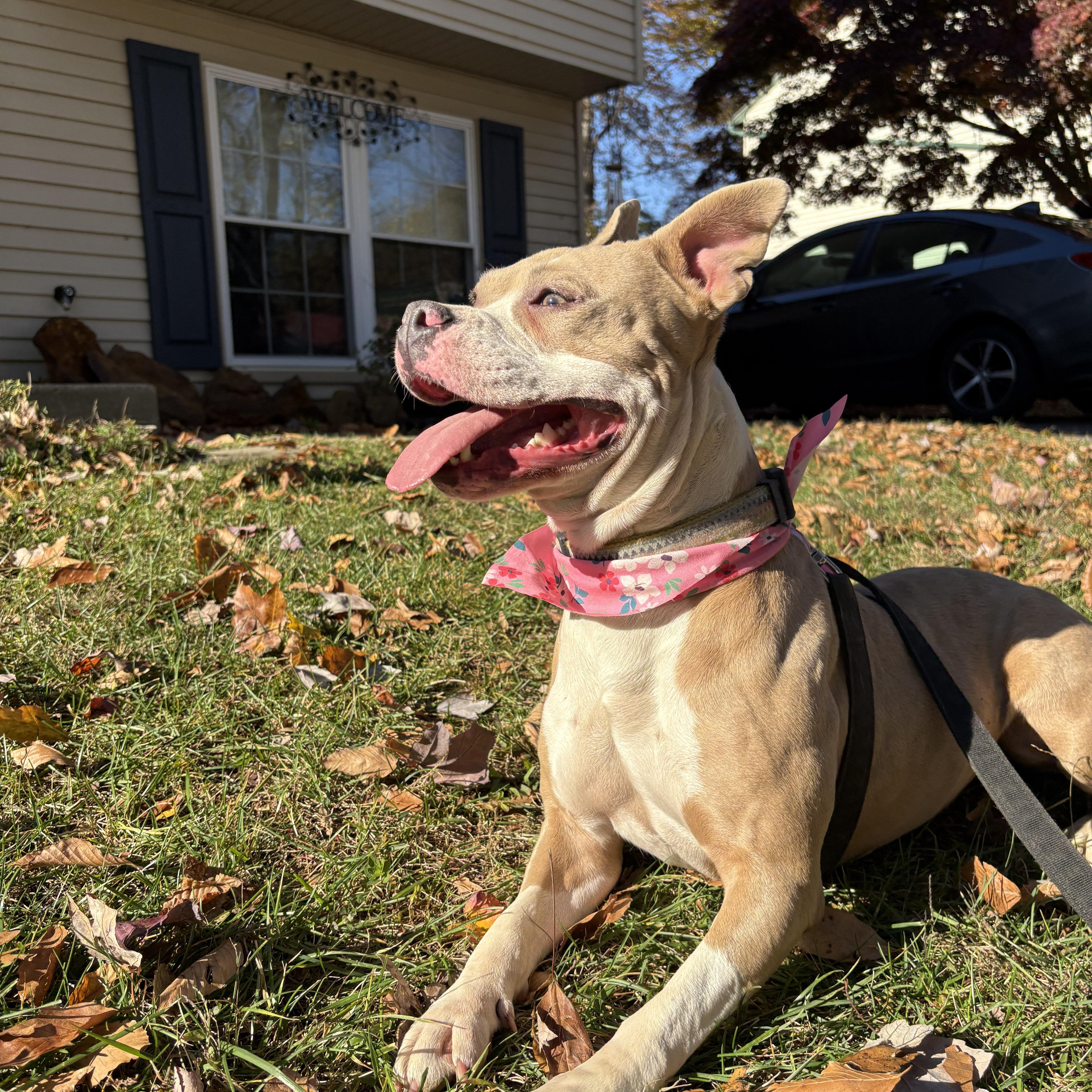 Pop Tart, a Adoptable mixed breed in Chesapeake Beach, MD image 2/6