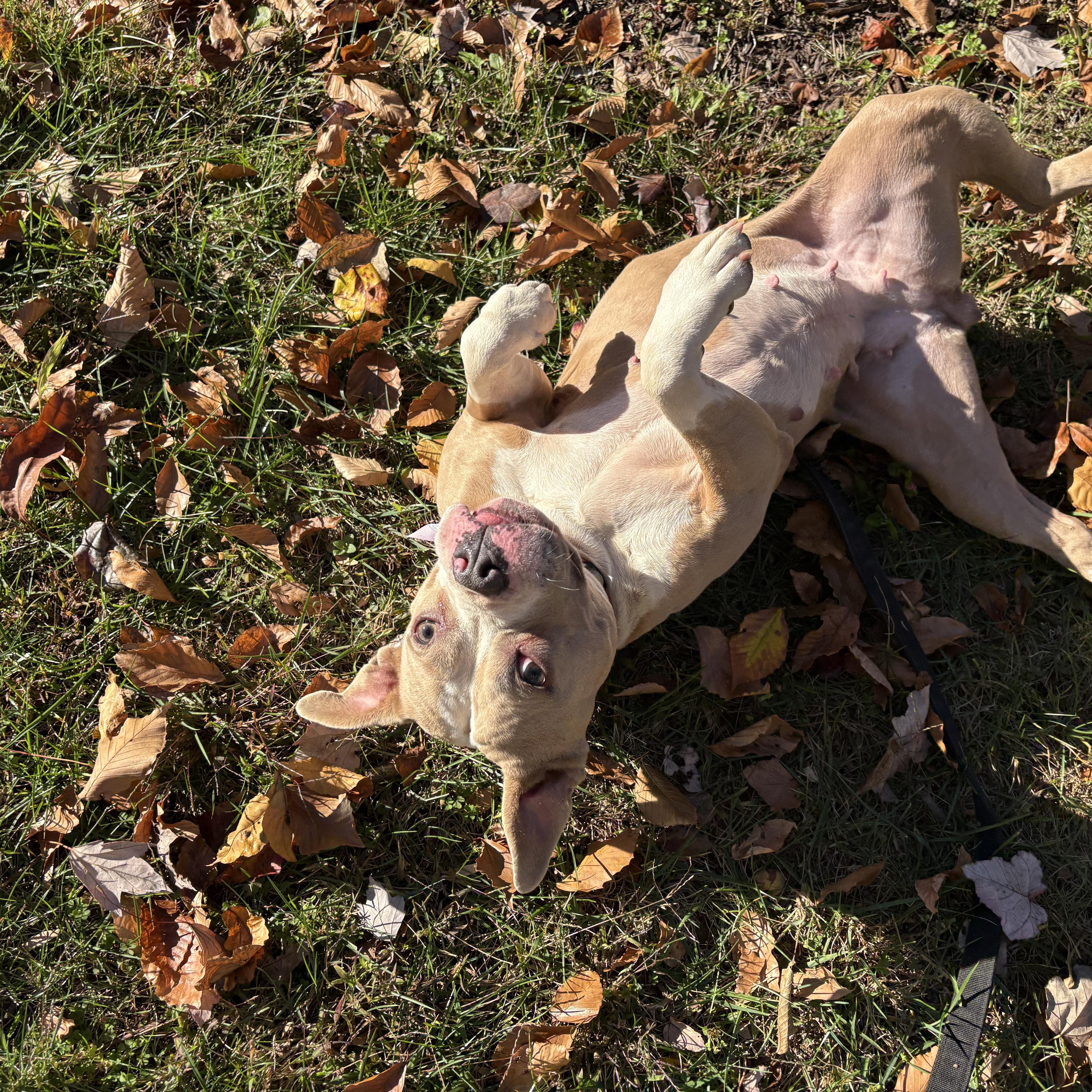 Pop Tart, a Adoptable mixed breed in Chesapeake Beach, MD image 4/6