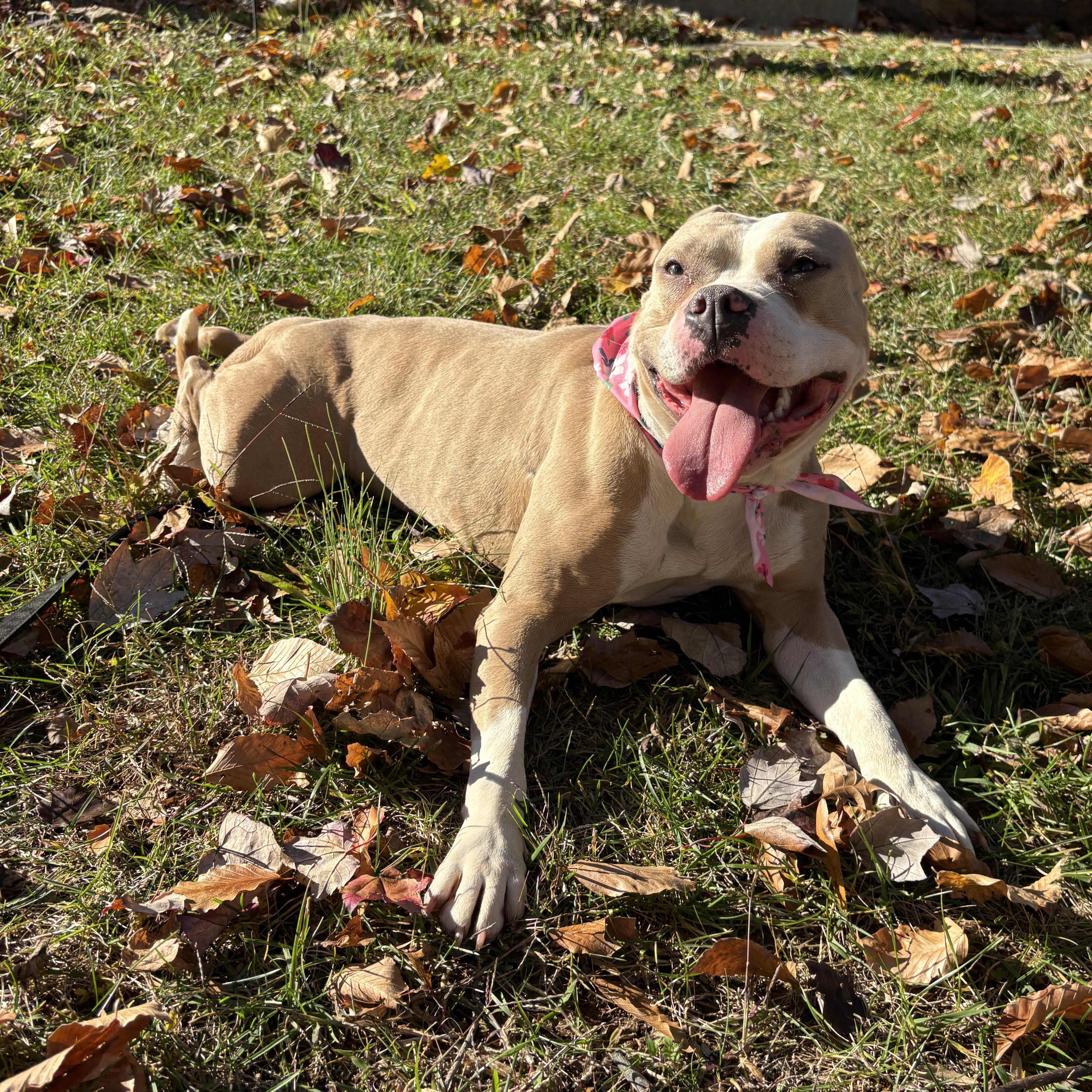 Pop Tart, Adoptable, Young Female Pit Bull Terrier.