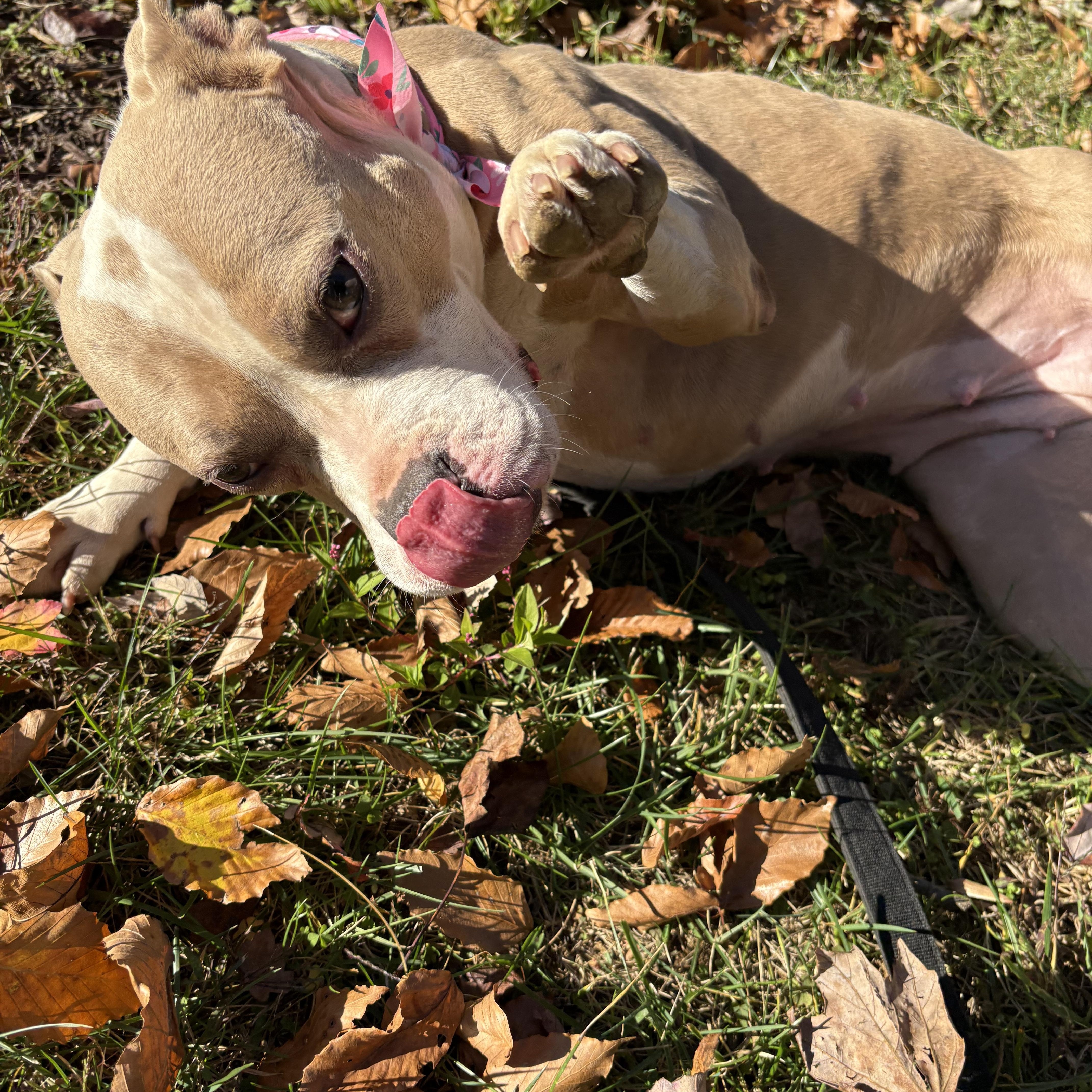 Pop Tart, a Adoptable mixed breed in Chesapeake Beach, MD image 3/6