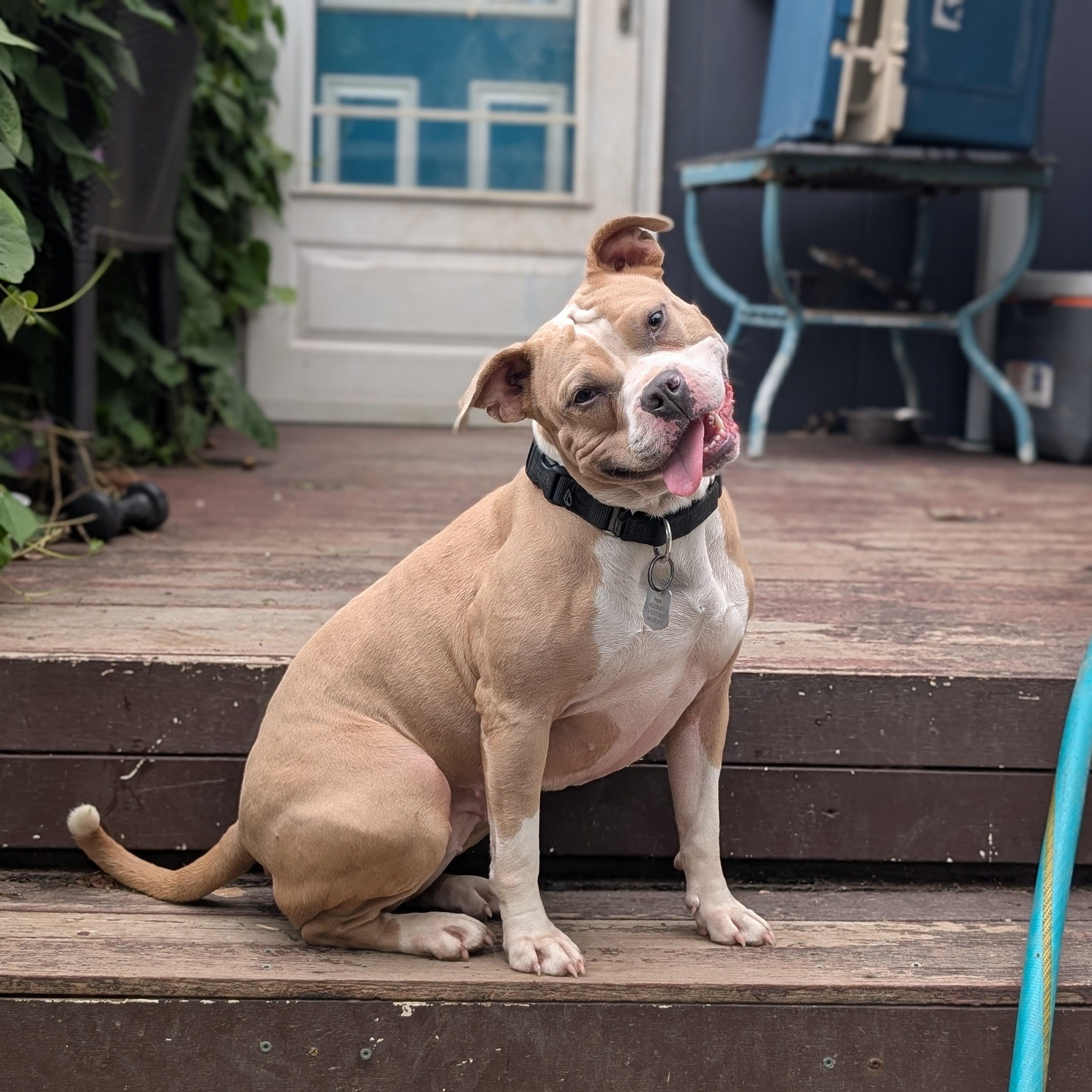 Pop Tart, Adoptable, Young Female Pit Bull Terrier.