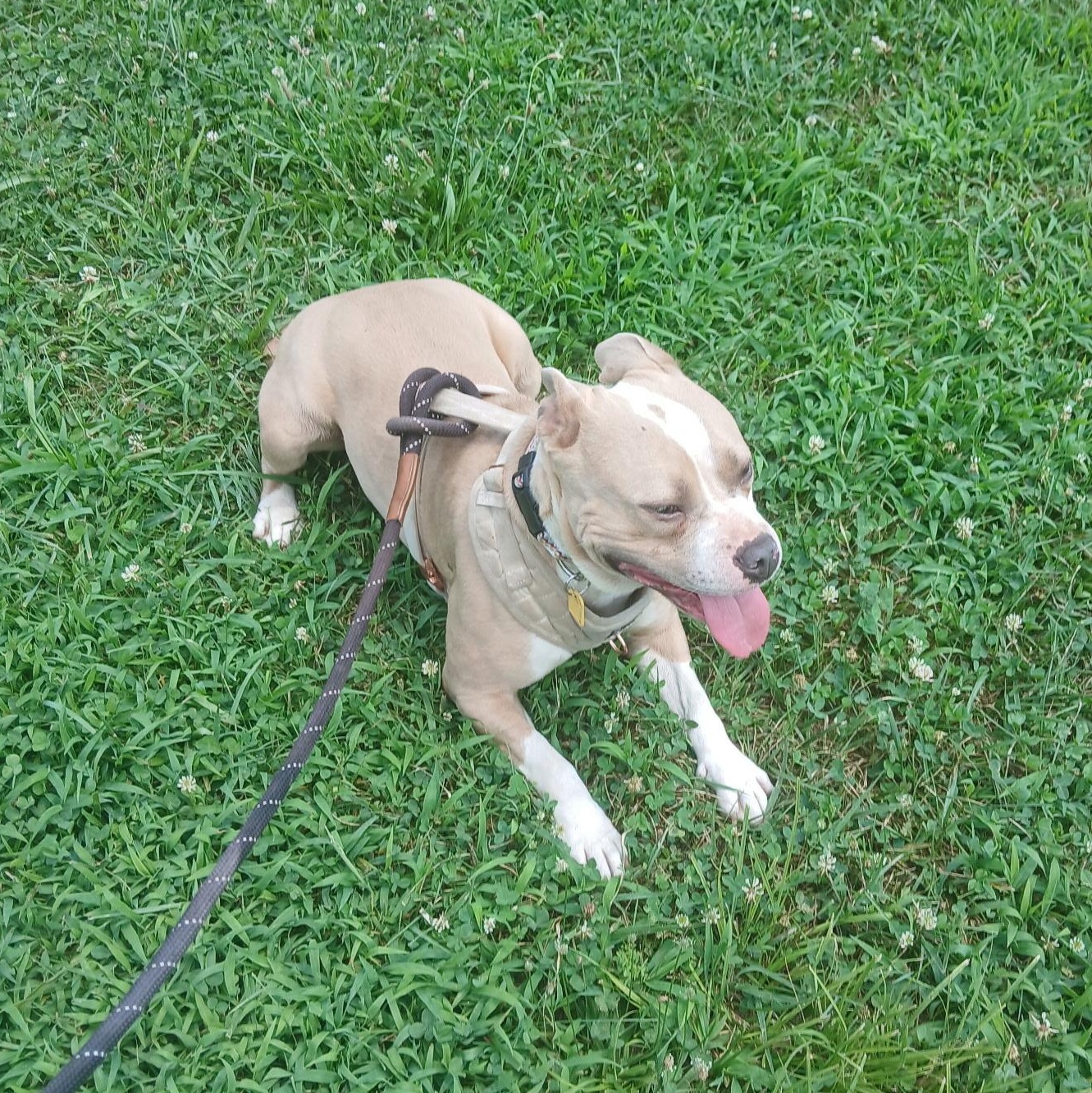 Miss Fancy