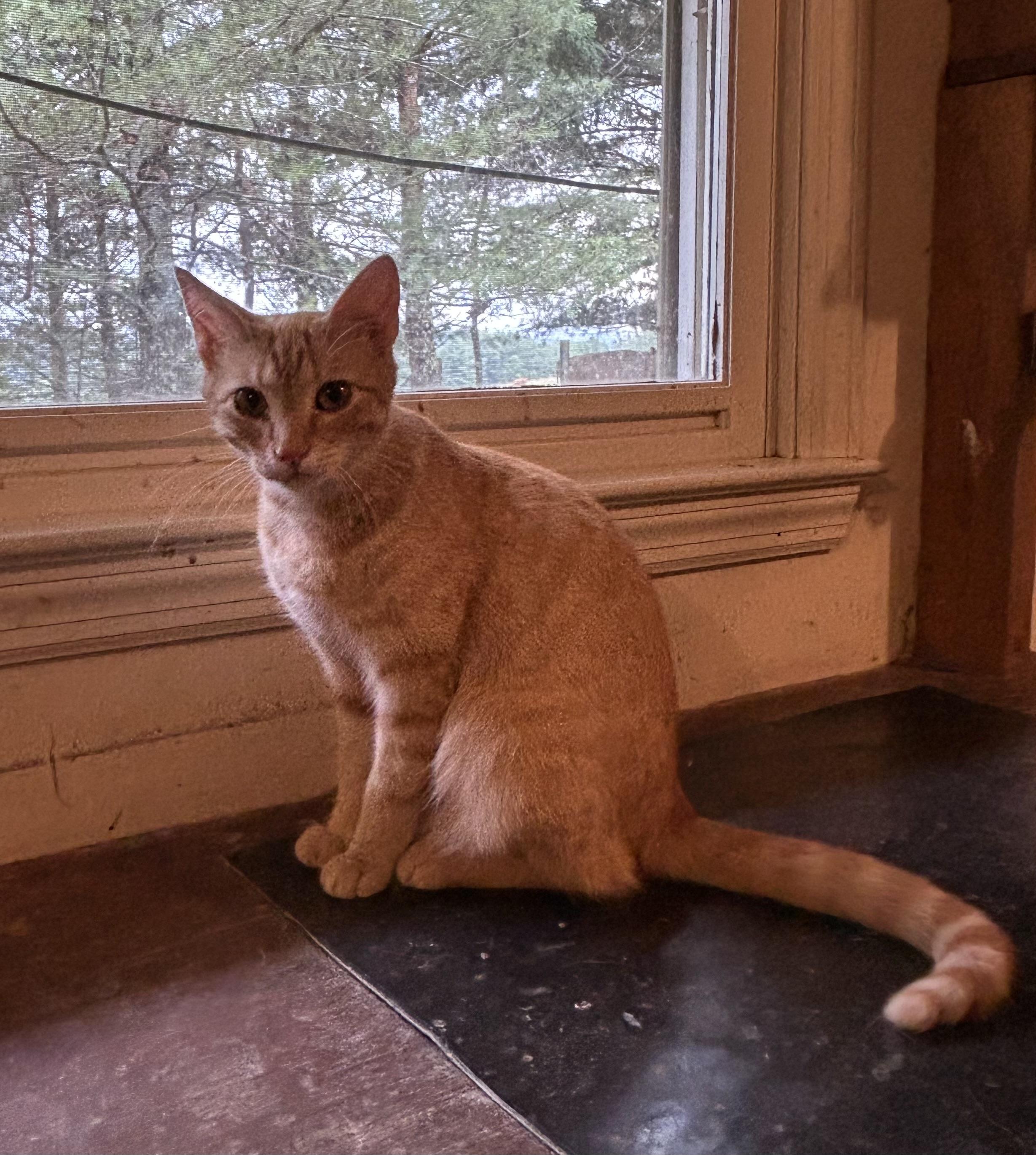 Layla, a ADOPTABLE Domestic Short Hair in Floyd, VA image 2/3