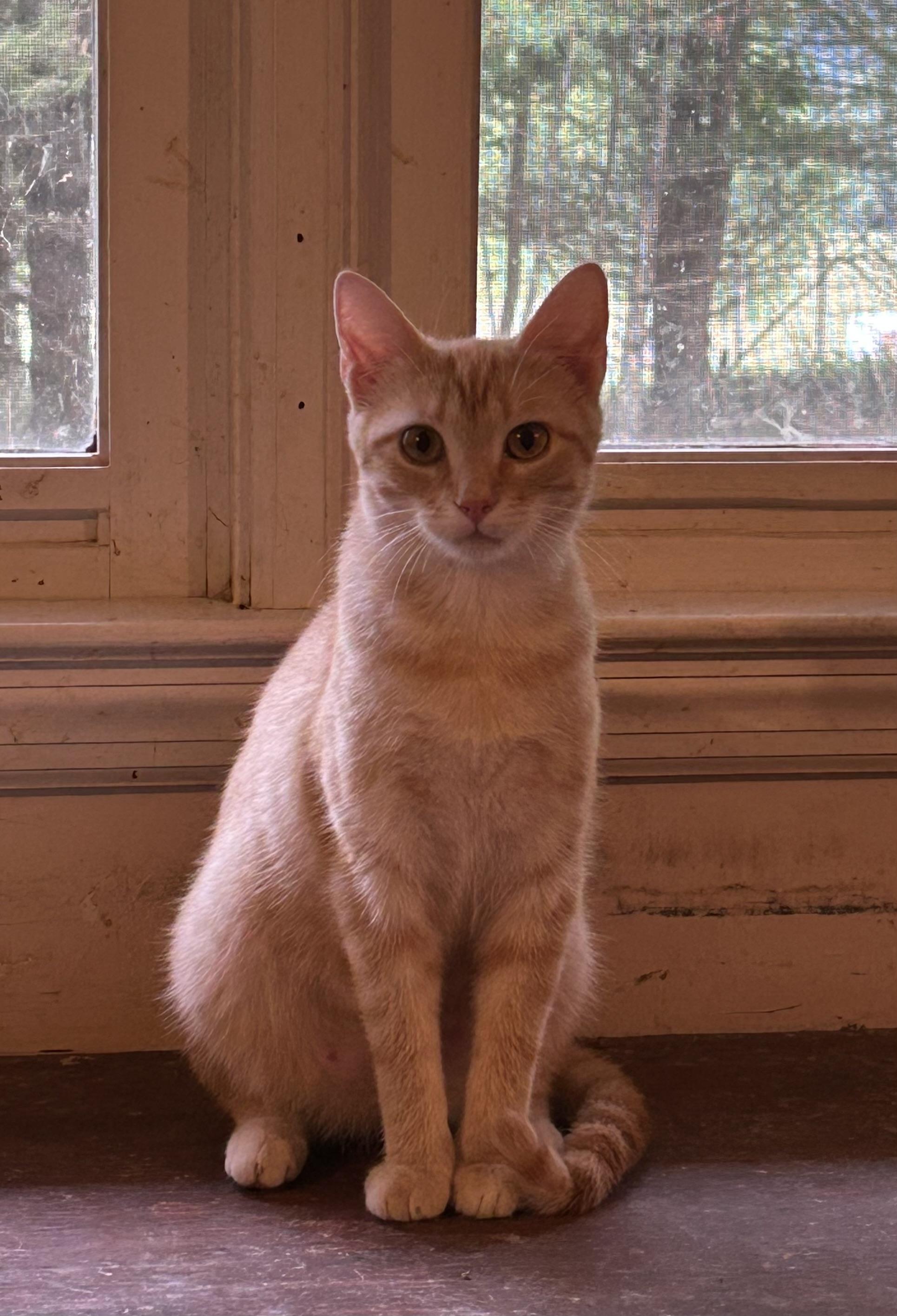 Layla, ADOPTABLE, Young Female Domestic Short Hair.