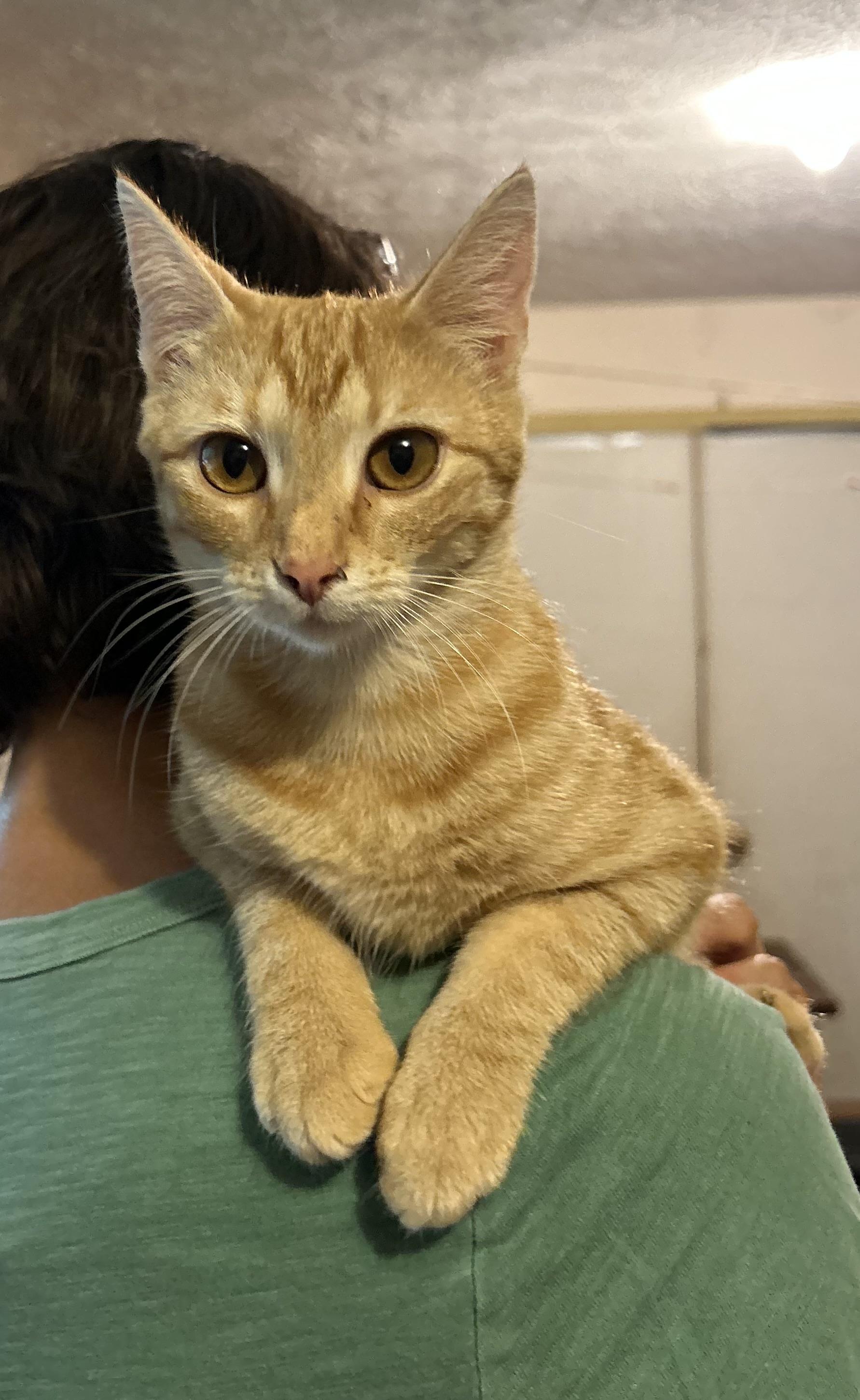 Layla, a ADOPTABLE Domestic Short Hair in Floyd, VA image 3/3