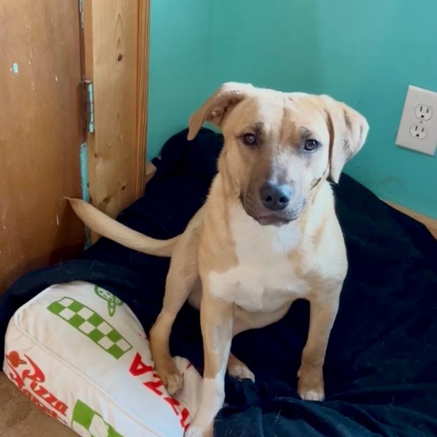 Enlarge Storm, a Adoptable mixed breed in Cordell, OK image 3/6