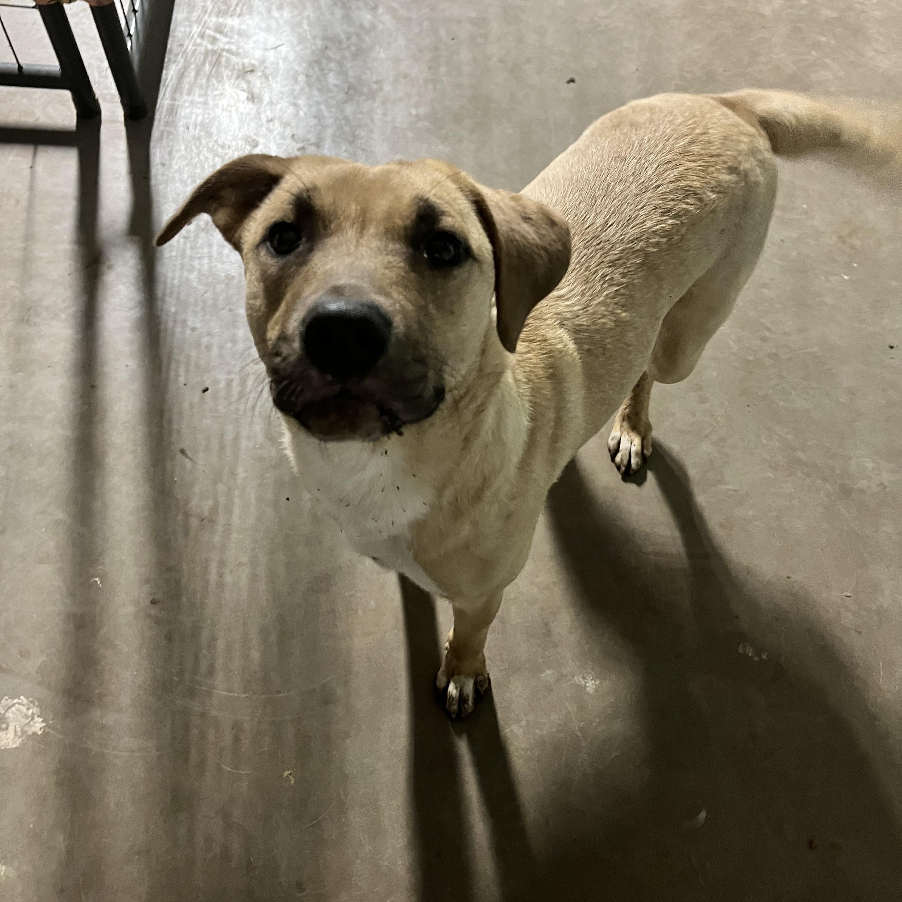 Enlarge Storm, a Adoptable mixed breed in Cordell, OK image 4/6