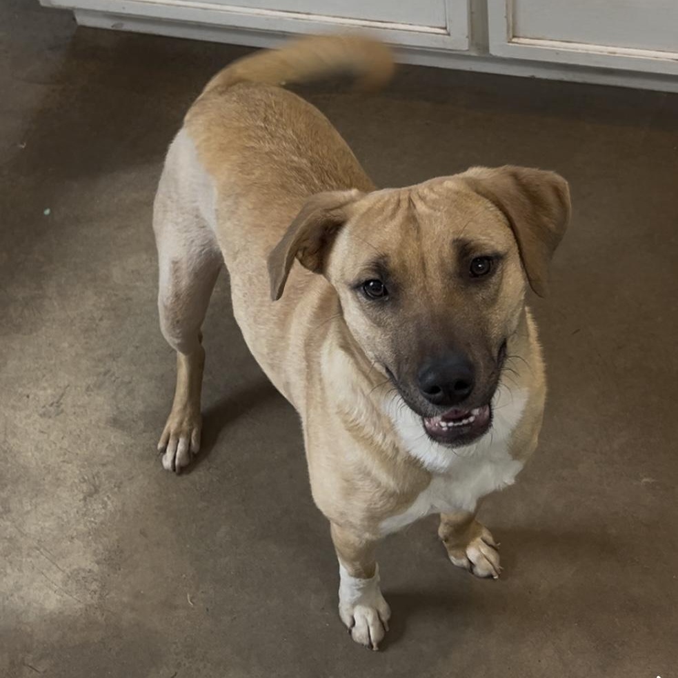 Enlarge Storm, a Adoptable mixed breed in Cordell, OK image 1/6