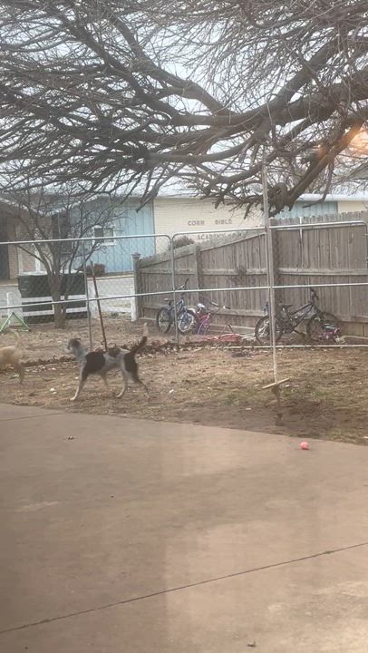Enlarge Storm, a Adoptable mixed breed in Cordell, OK video 5/6