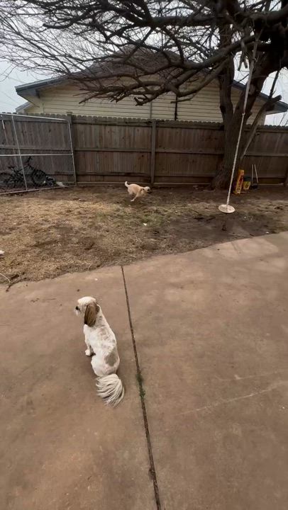 Enlarge Storm, a Adoptable mixed breed in Cordell, OK video 6/6