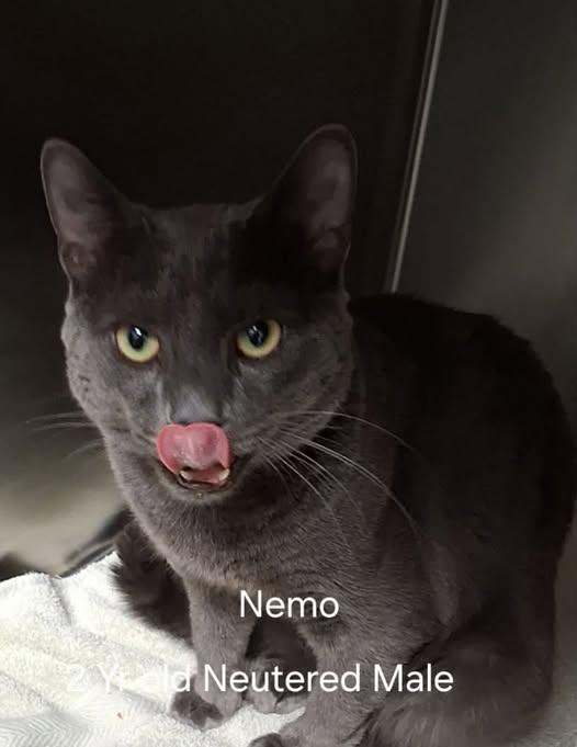 Nemo - ADOPTED, adopted, Adult Male Domestic Short Hair.