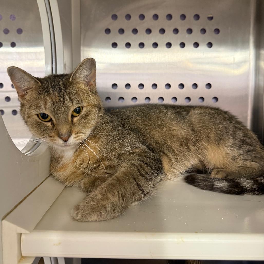 Juniper, Adoptable, Adult Female Domestic Short Hair & Mixed Breed.