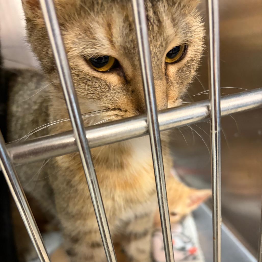 Enlarge Juniper, a Adoptable mixed breed in Ashtabula, OH image 3/3