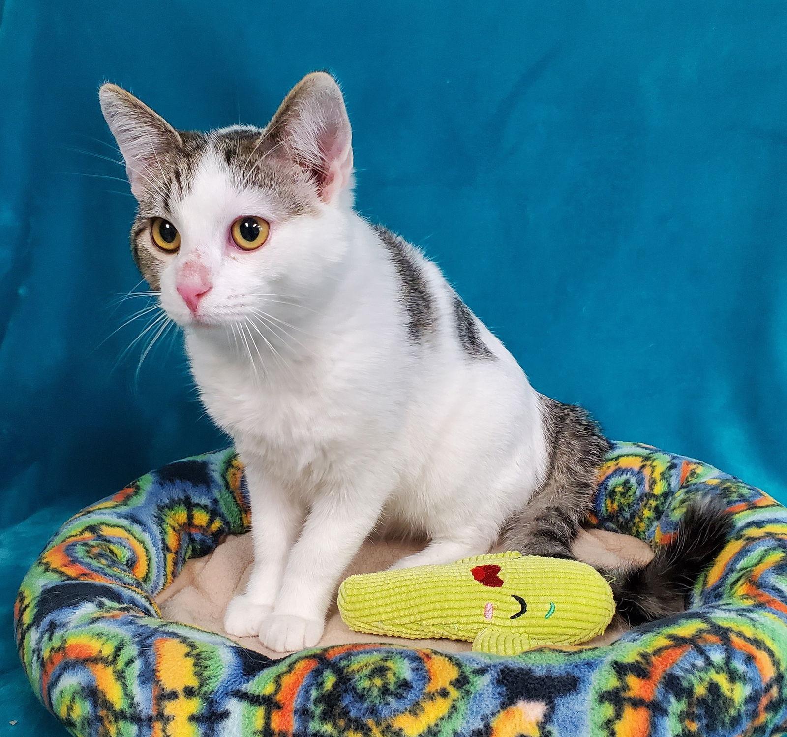 Enlarge Hawkeye, a Adopted Domestic Medium Hair in Greenville, IL image 1/1