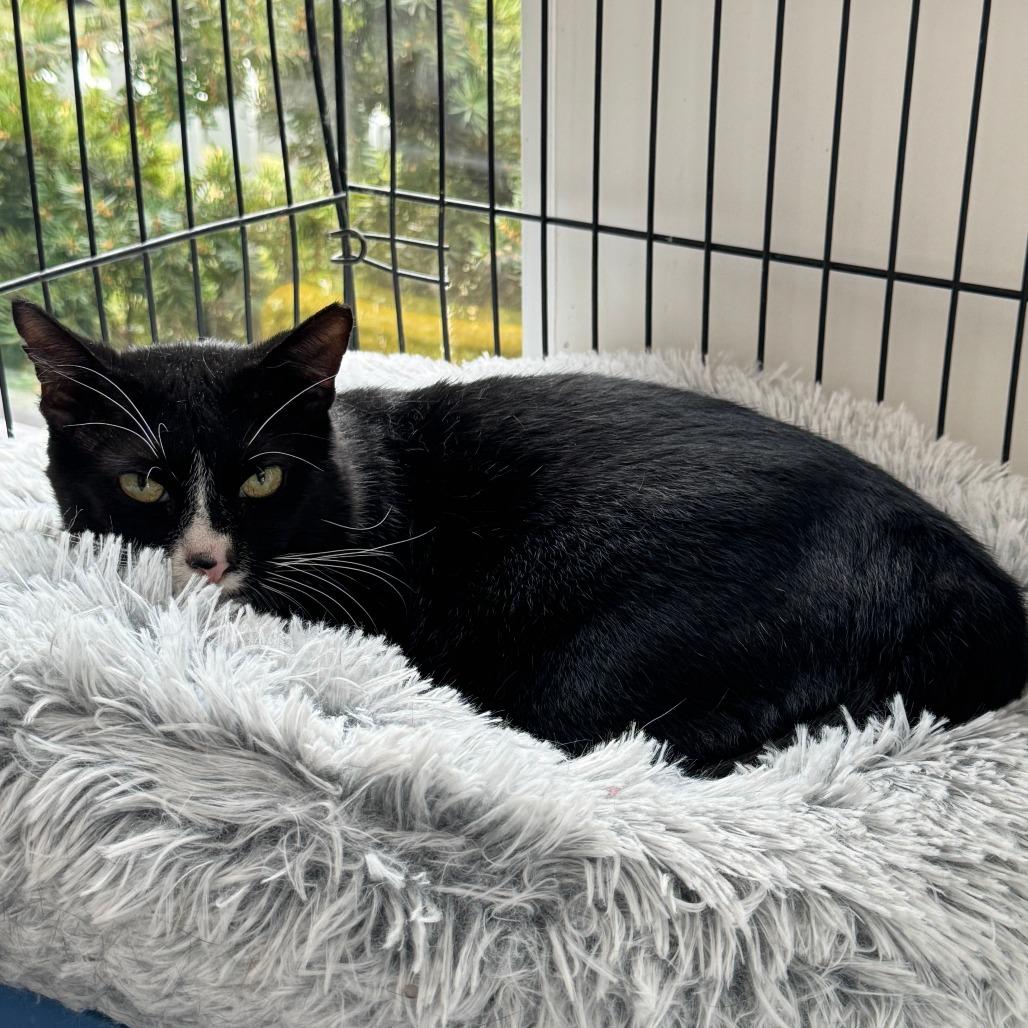 Mad Max — thumbnail 2