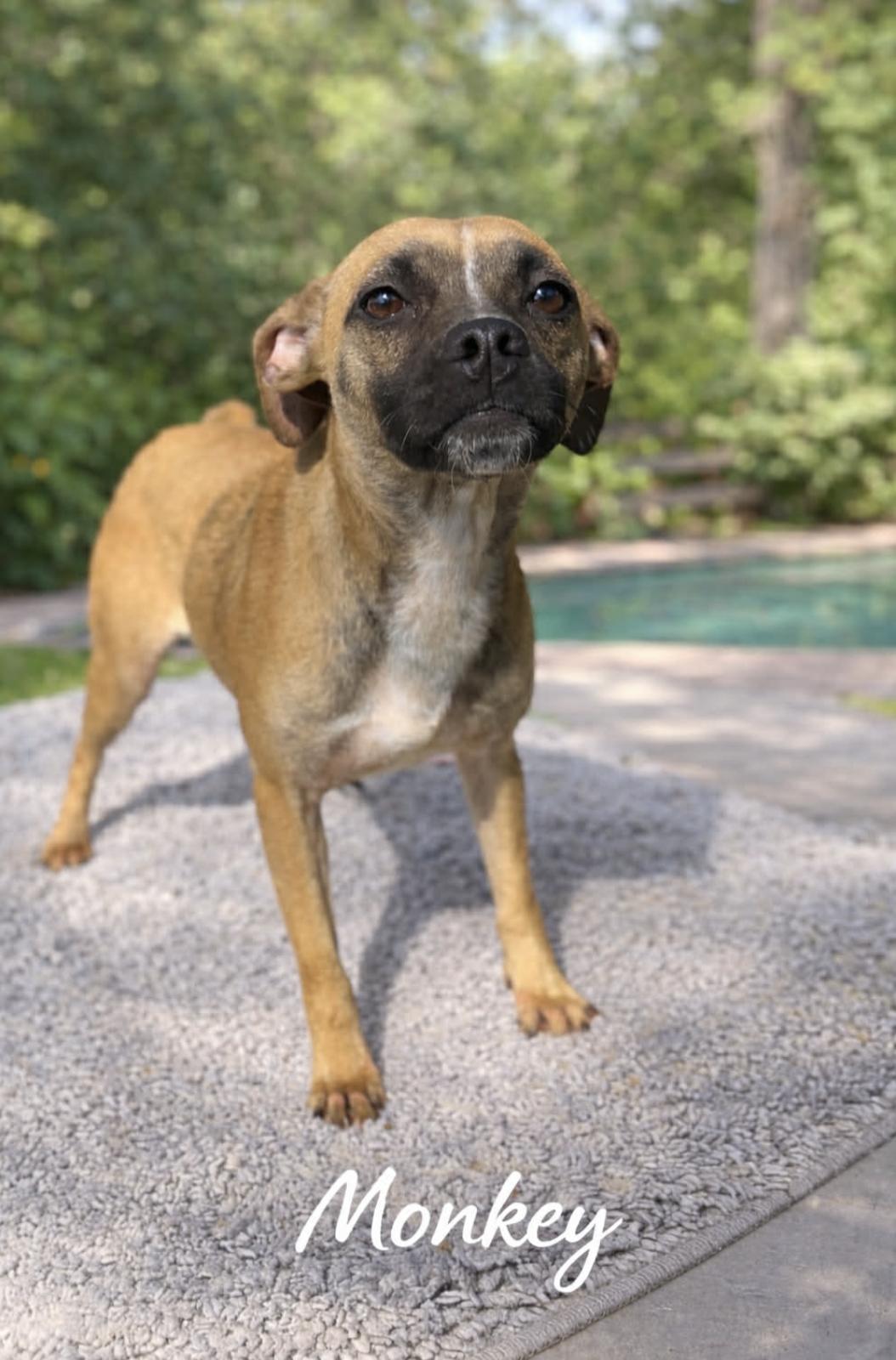 Monkey — thumbnail 5