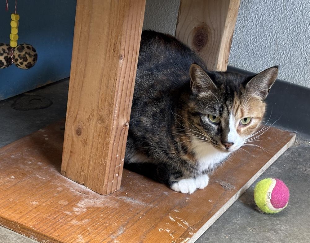 Enlarge Saucy, a Adoptable mixed breed in Bartlesville, OK image 1/1