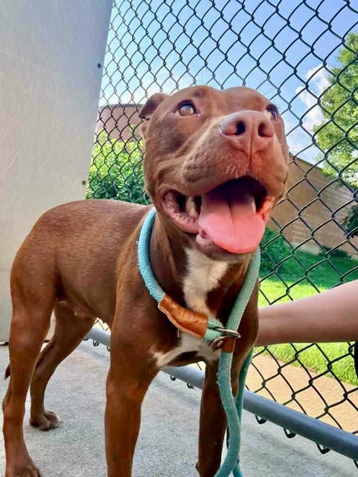 Enlarge Jacqueline, a ADOPTABLE Pit Bull Terrier in Chicago, IL image 2/5