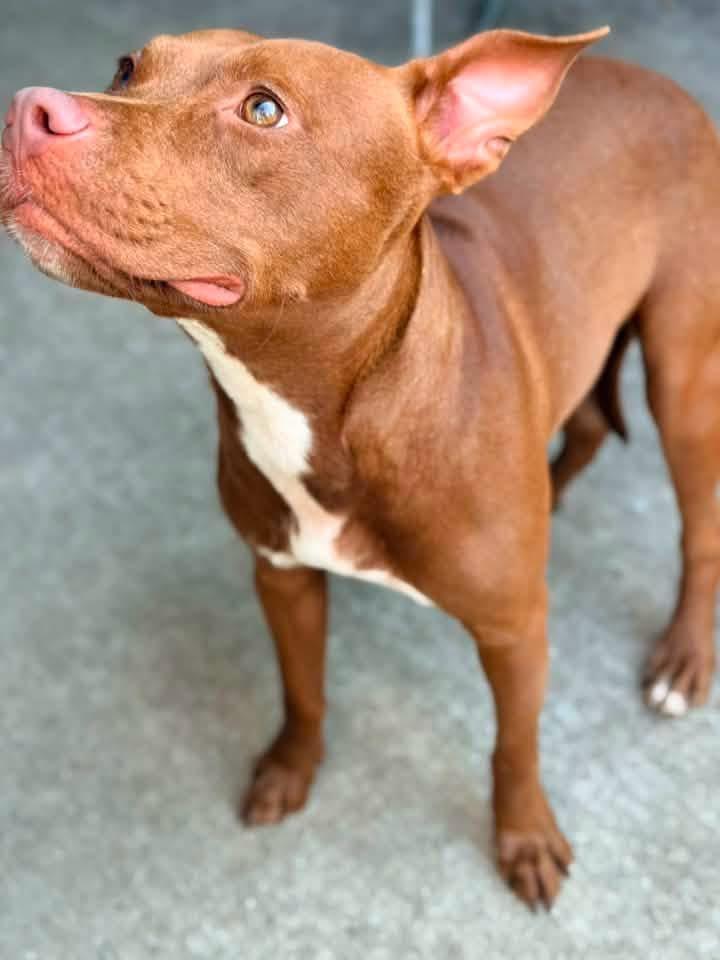 Enlarge Jacqueline, a ADOPTABLE Pit Bull Terrier in Chicago, IL image 4/5
