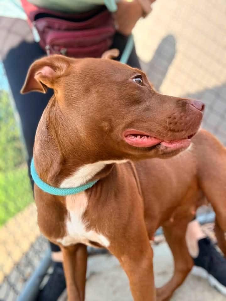 Enlarge Jacqueline, a ADOPTABLE Pit Bull Terrier in Chicago, IL image 3/5