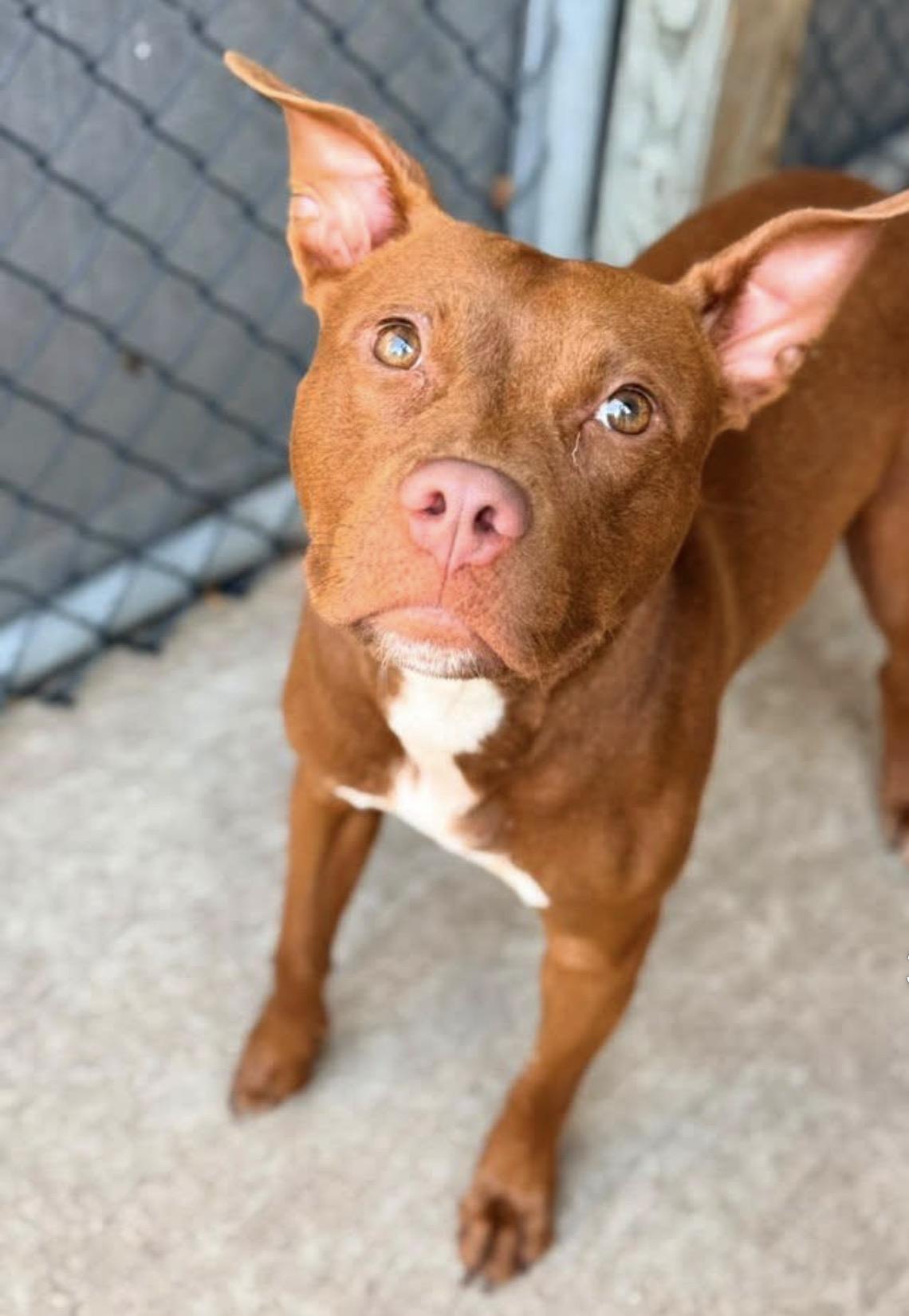 Enlarge Jacqueline, a ADOPTABLE Pit Bull Terrier in Chicago, IL image 1/5