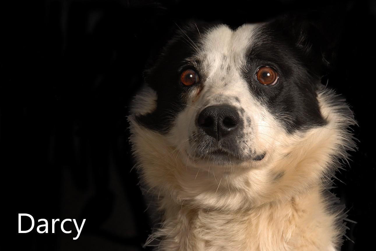 Darcy, Adult Female Australian Cattle Dog / Blue Heeler