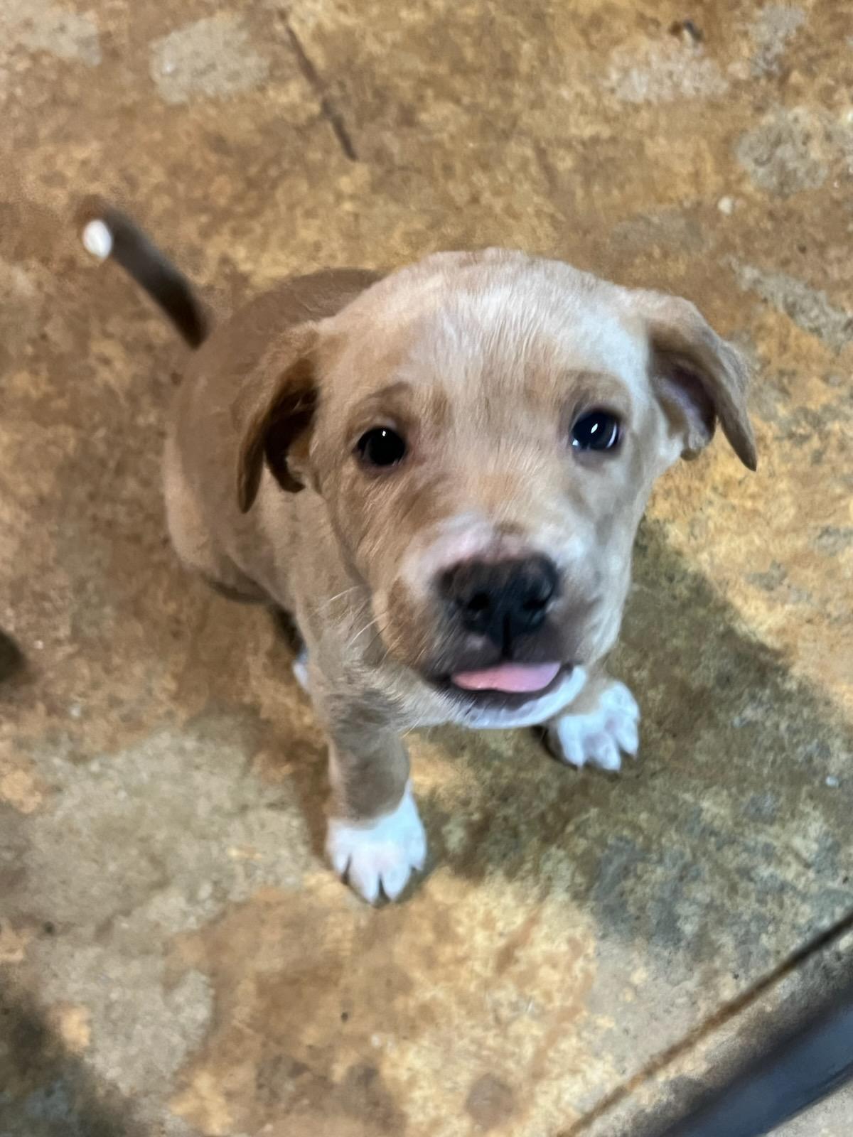 Enlarge Buzz nka Teddy, a Adoptable mixed breed in Florissant, MO image 1/3