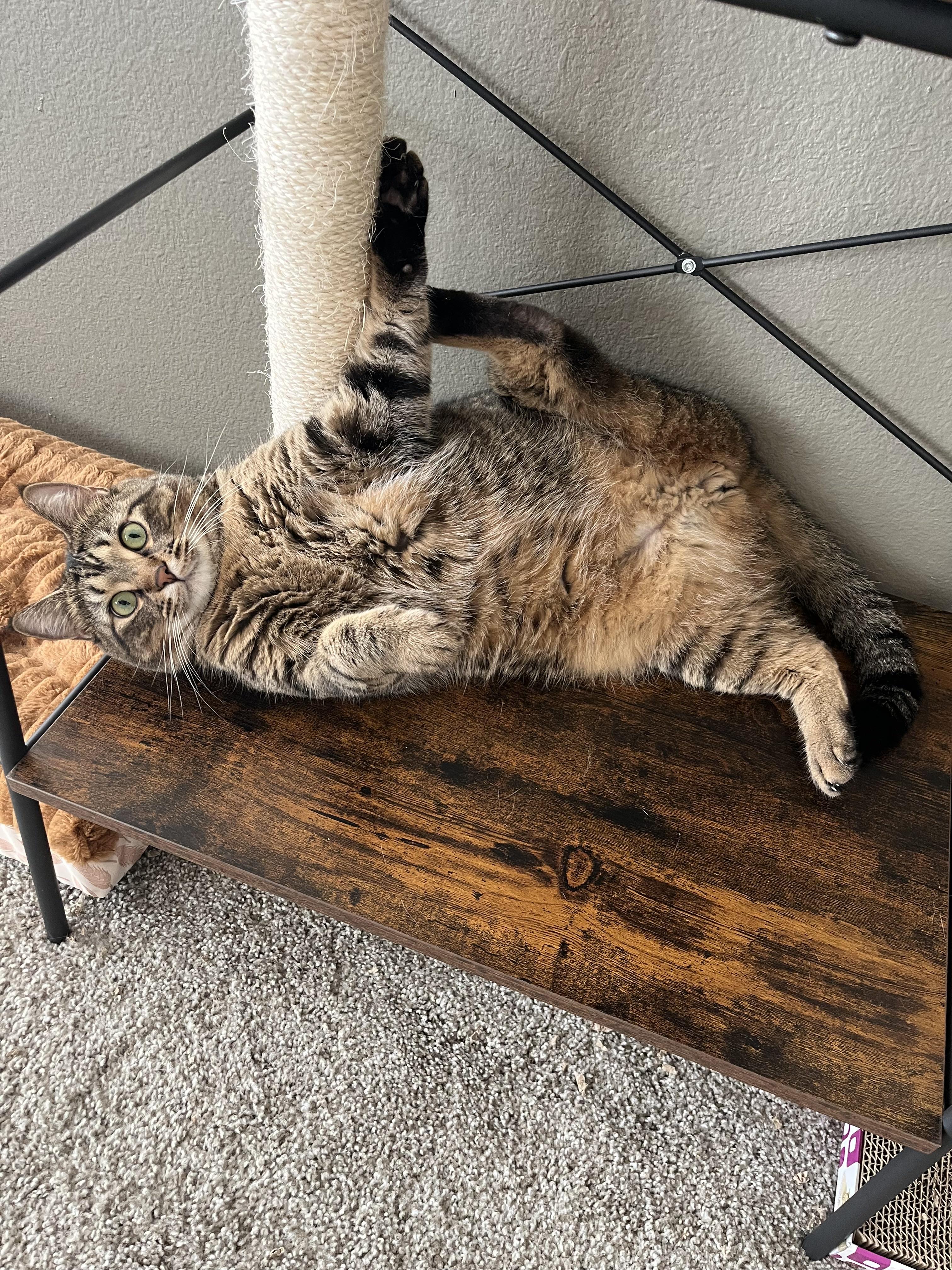 Franklin, adoptable, Adult Male Tabby & Domestic Short Hair.