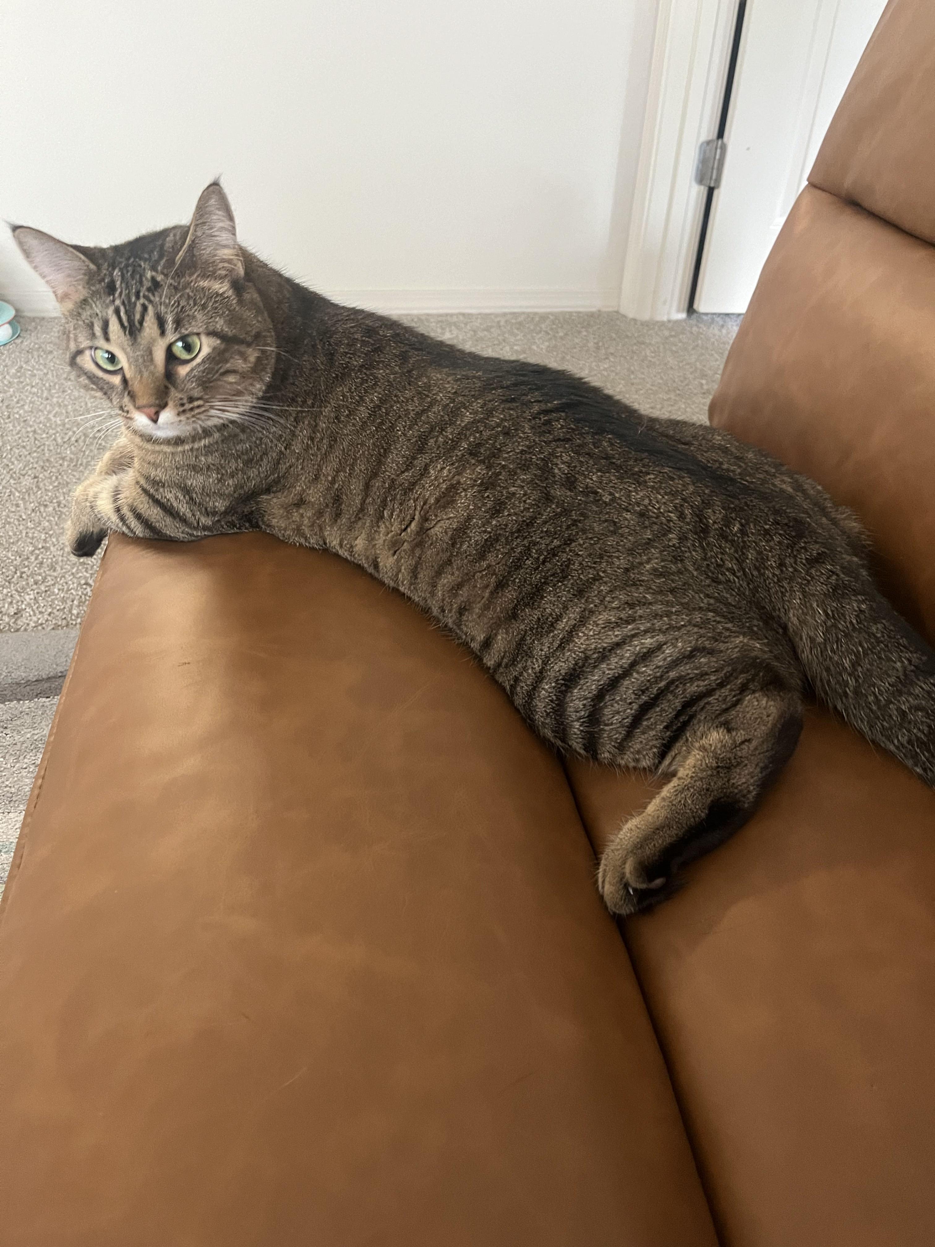 Enlarge Franklin, an adoptable mixed breed in Tulsa, OK image 2/6