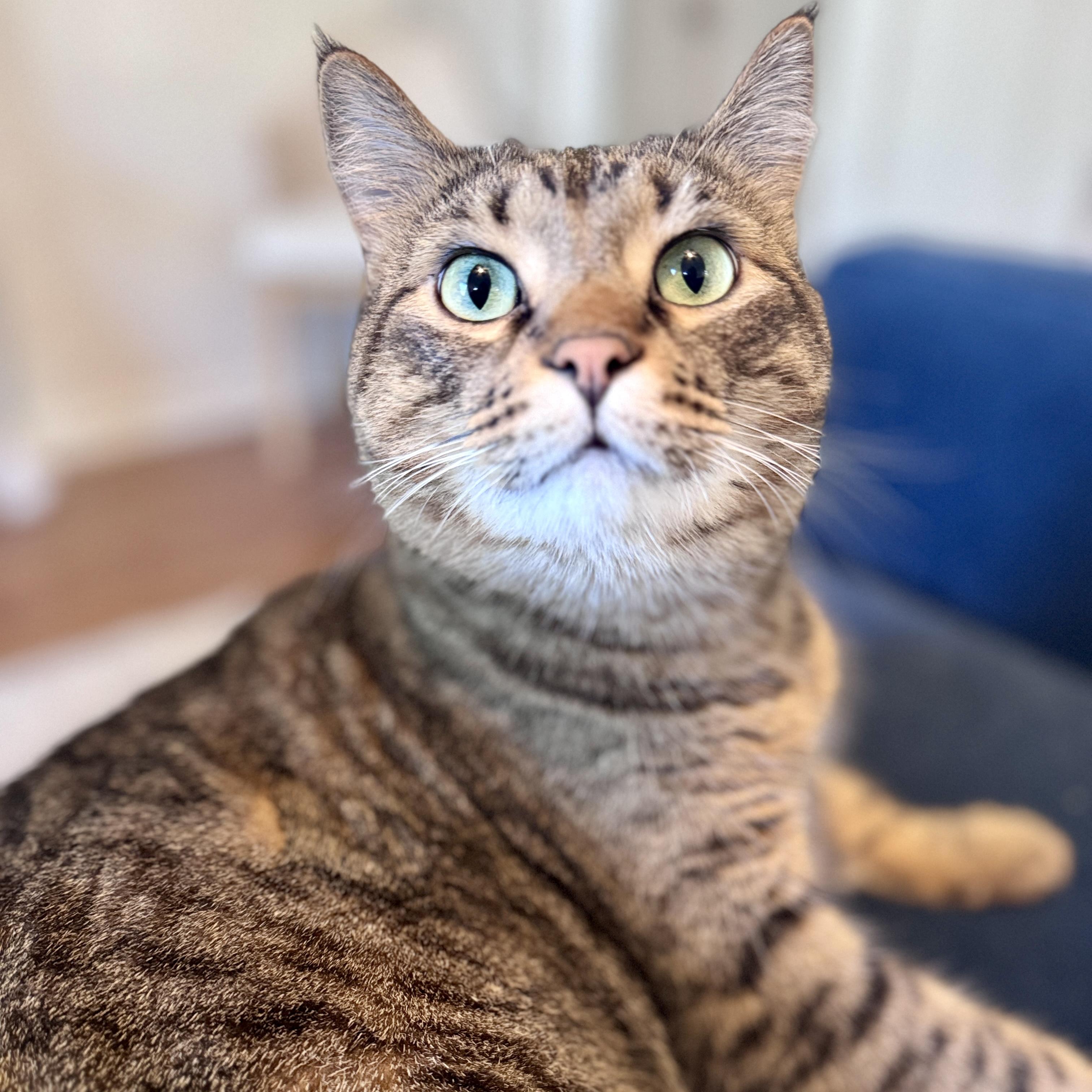 Enlarge Franklin, an adoptable mixed breed in Tulsa, OK image 3/6