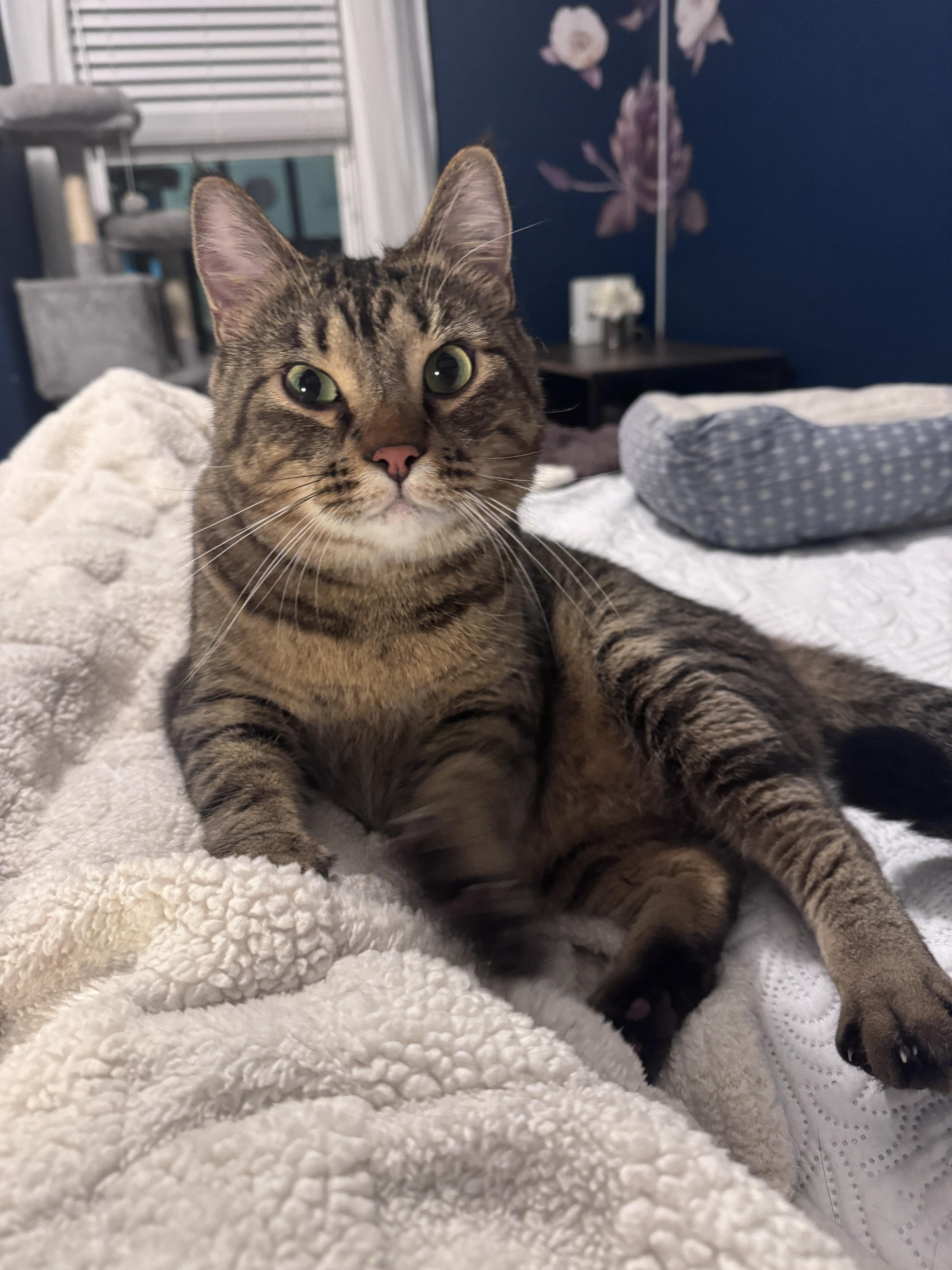 Franklin — thumbnail 5