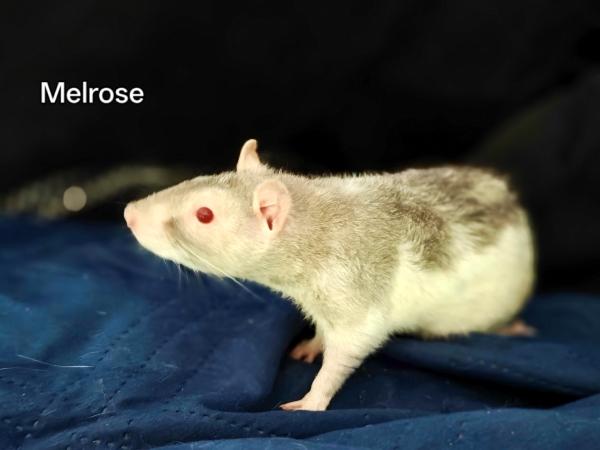 Enlarge Sazameir & Melrose, a Adopted Rat in Merrimack, NH image 3/3