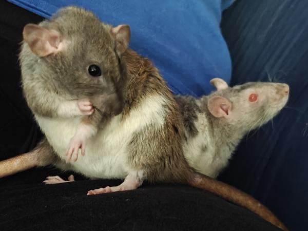 Sazameir & Melrose, Adopted, Adult Female Rat.