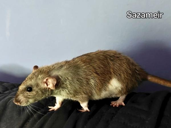 Enlarge Sazameir & Melrose, a Adopted Rat in Merrimack, NH image 2/3