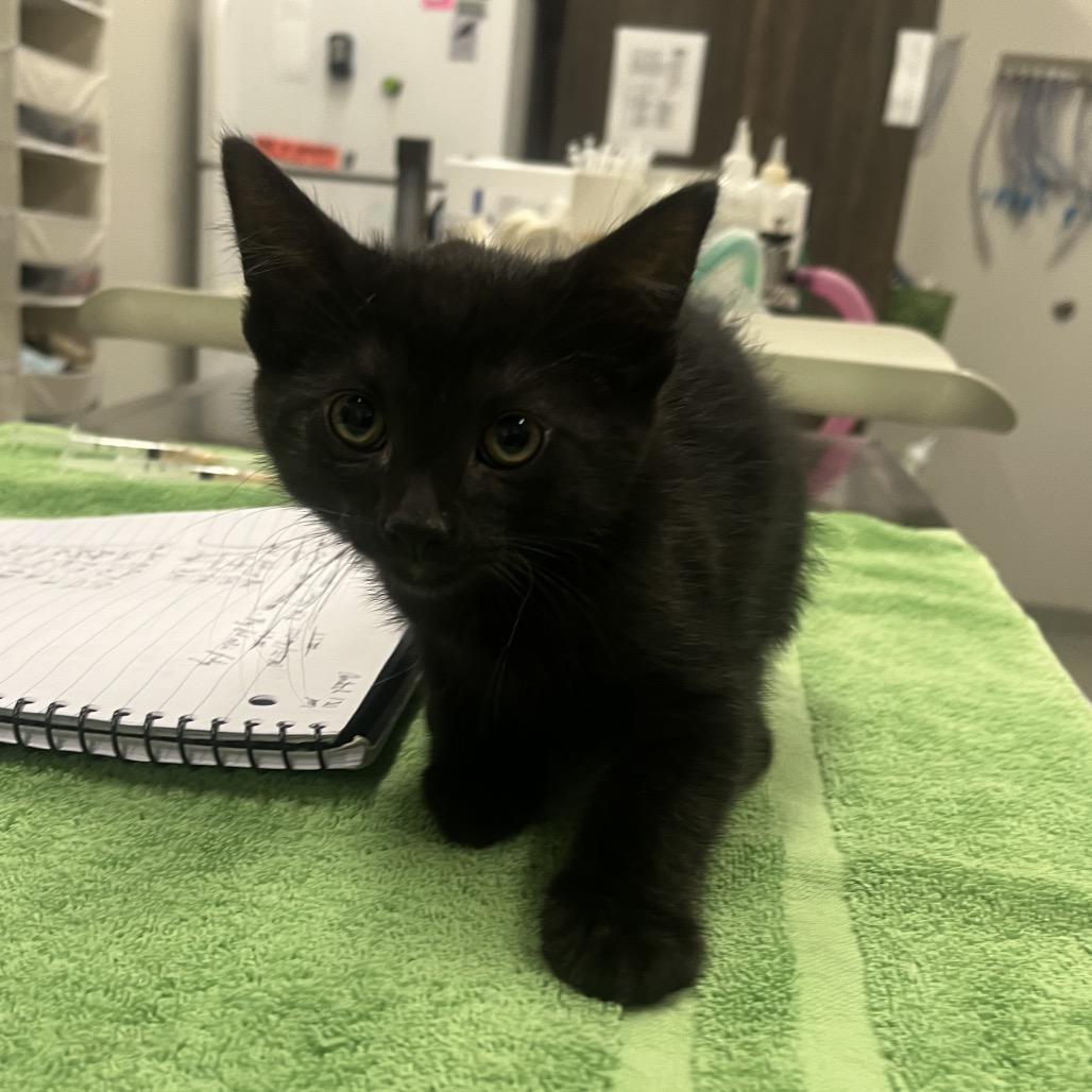 Caeser, Adoptable, Kitten Male Domestic Short Hair.