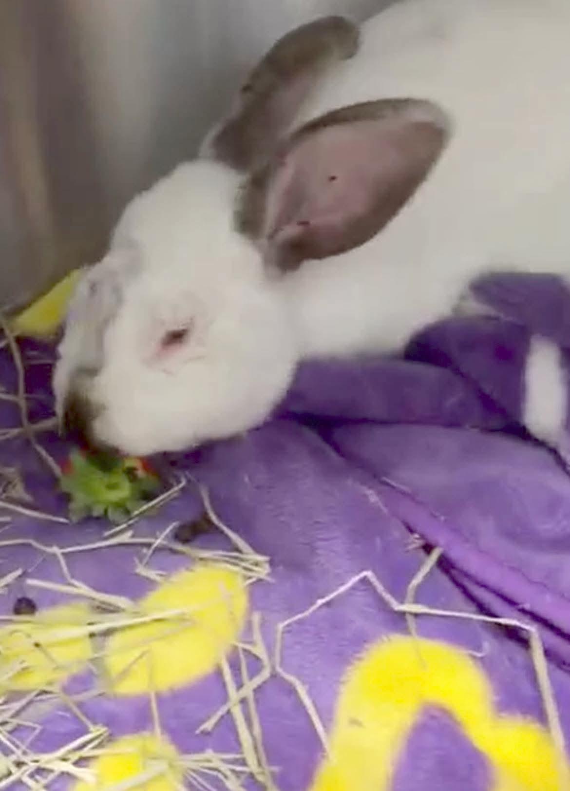 Enlarge Gerald, a ADOPTABLE mixed breed in Paradis, LA image 1/1