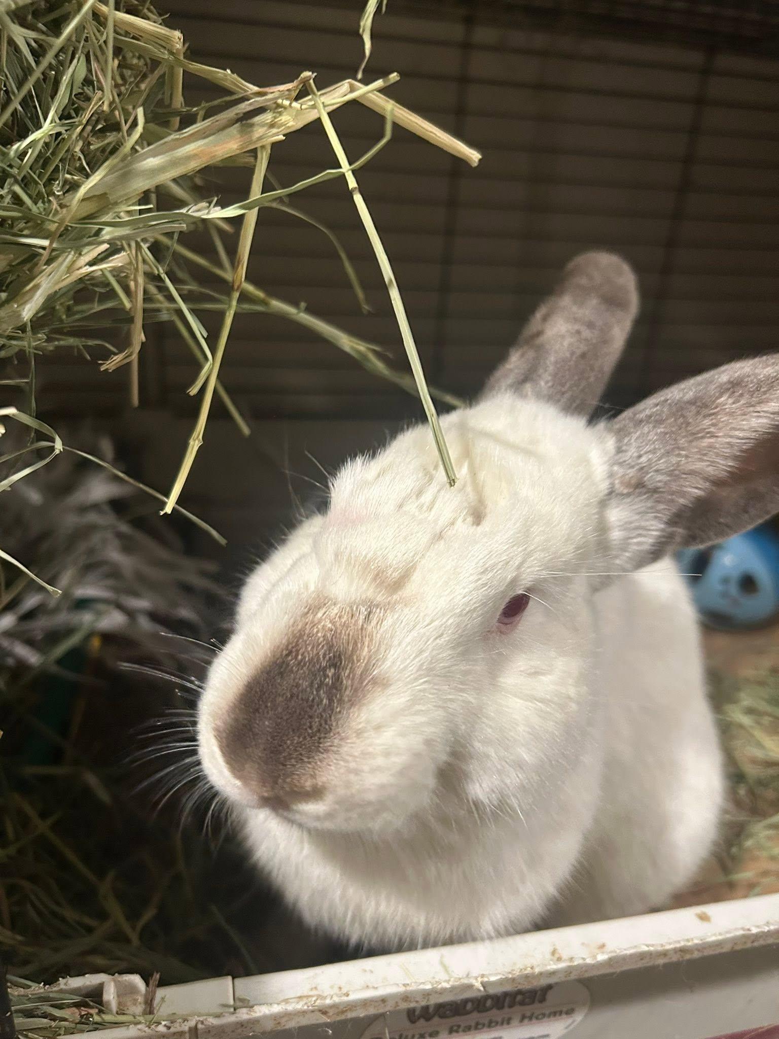 Gerald, Adoptable, Adult Male Californian.