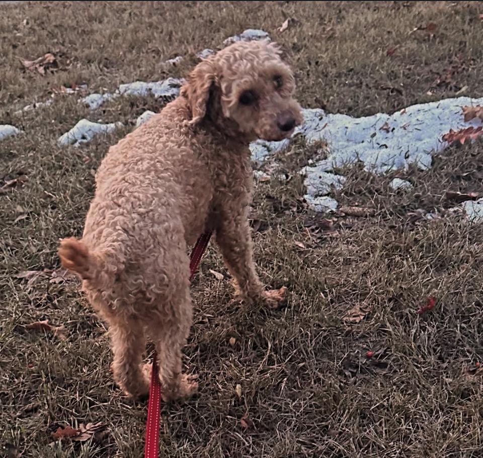 Theo, Adopted, Adult Male Miniature Poodle.