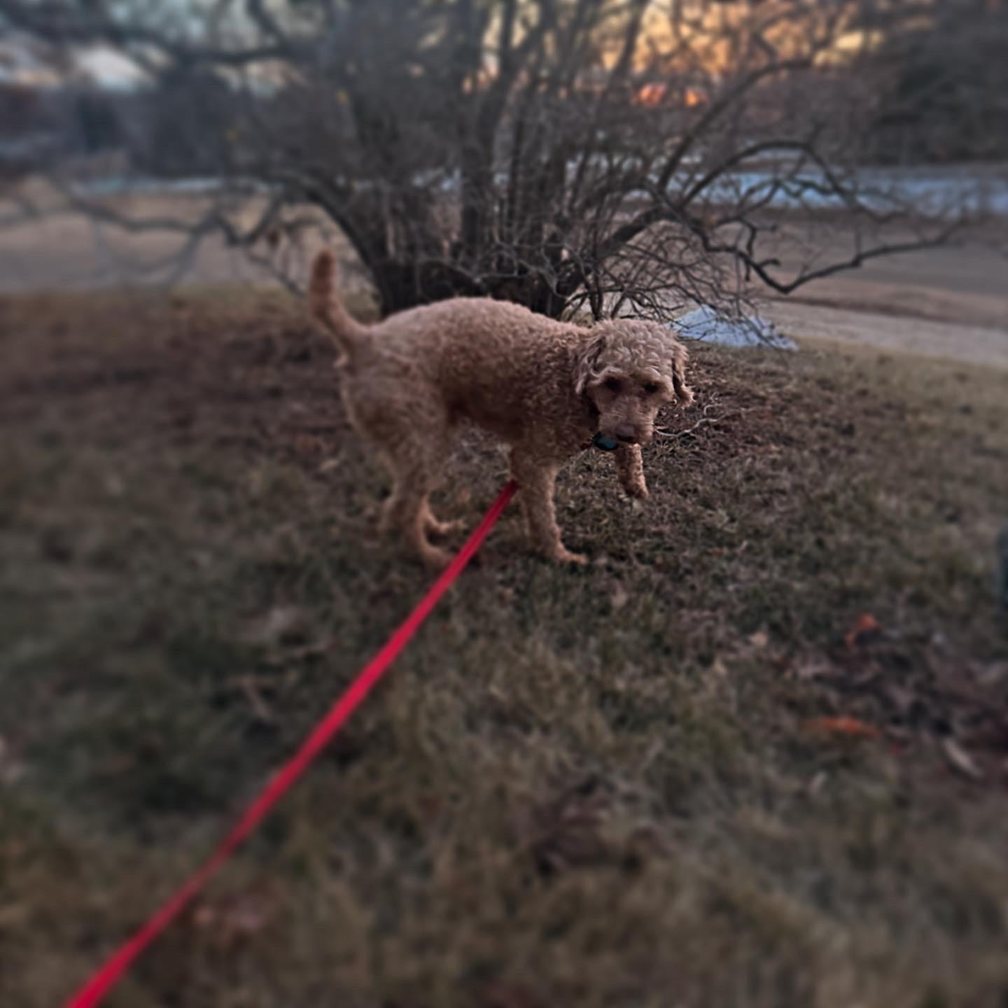 Enlarge Theo, a Adopted Miniature Poodle in Edmonton, AB image 2/3
