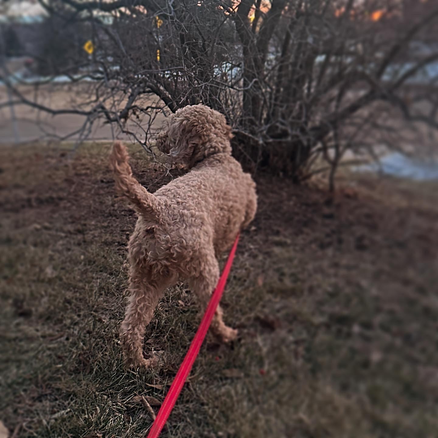 Enlarge Theo, a Adopted Miniature Poodle in Edmonton, AB image 3/3