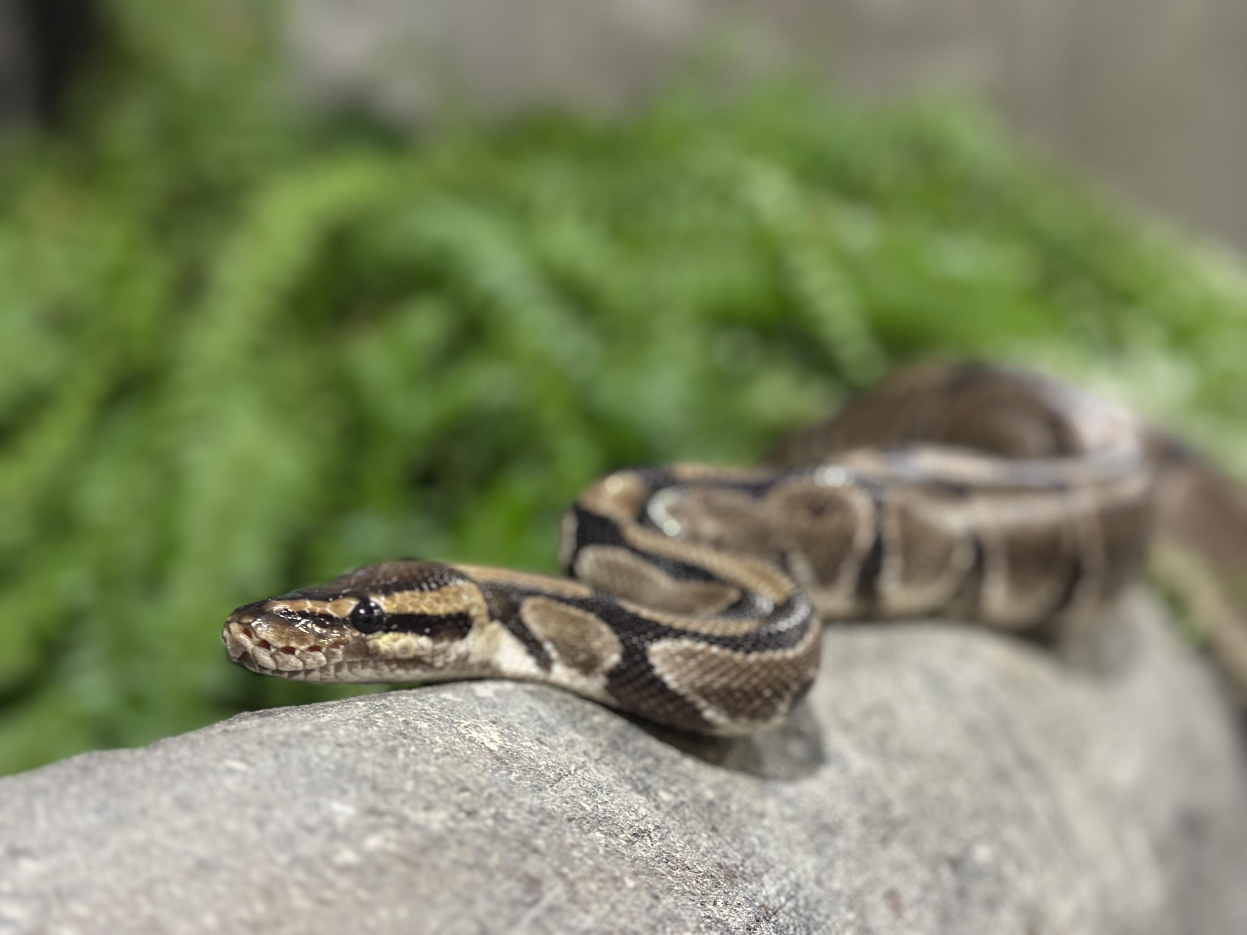 Enlarge Severus, a Adoptable Ball Python in London, ON image 1/1
