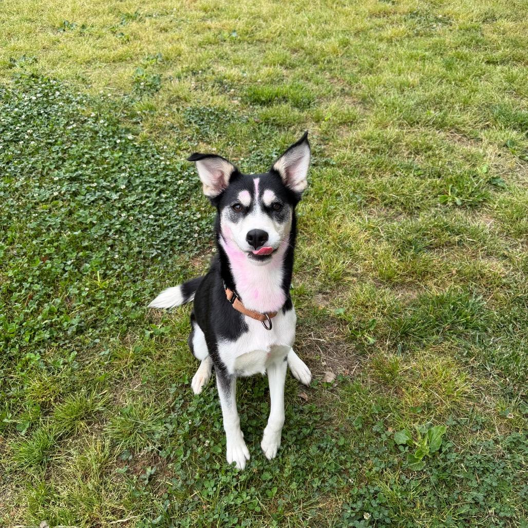 Enlarge Flamingal, a Adoptable Siberian Husky in Chesapeake, VA image 1/2