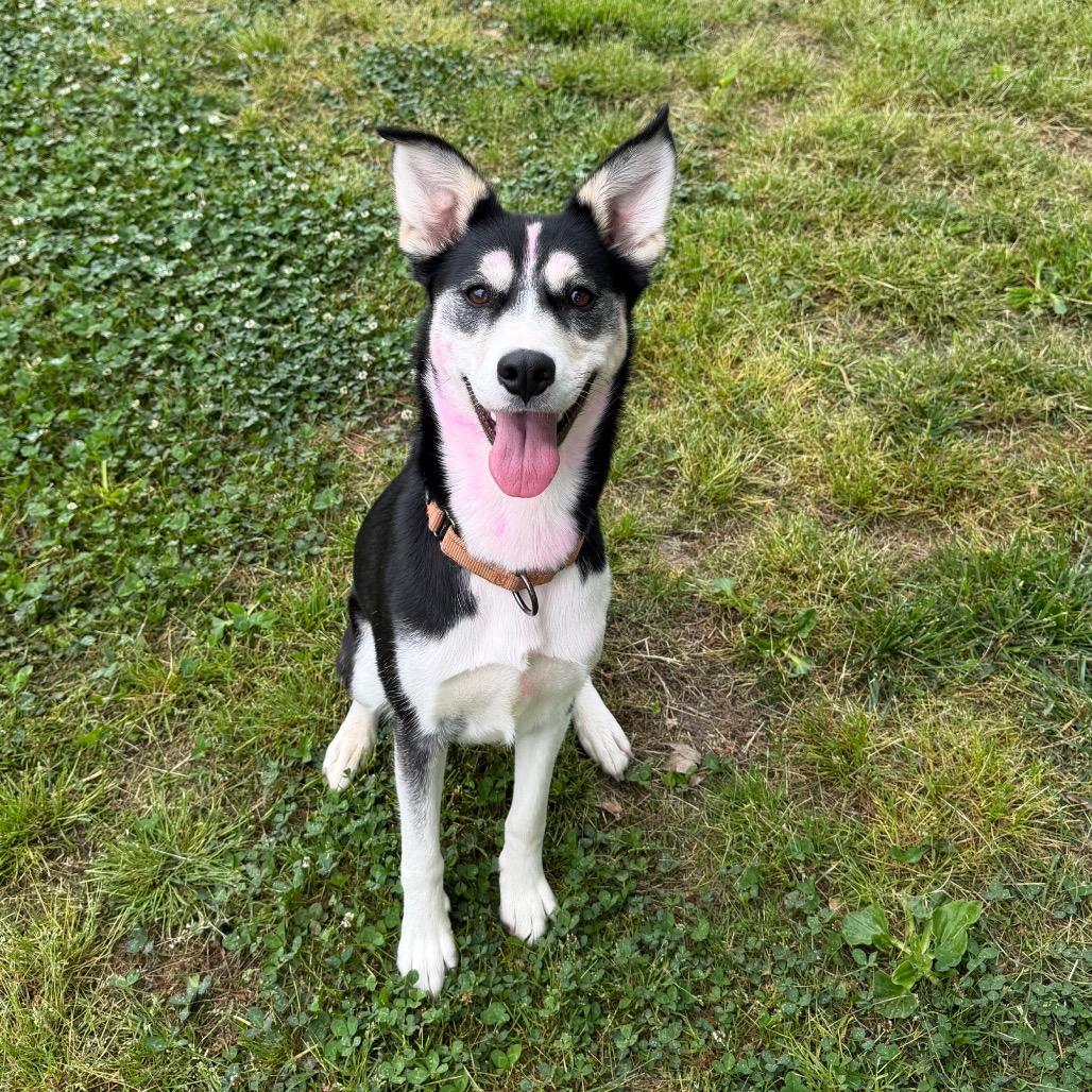 Enlarge Flamingal, a Adoptable Siberian Husky in Chesapeake, VA image 2/2
