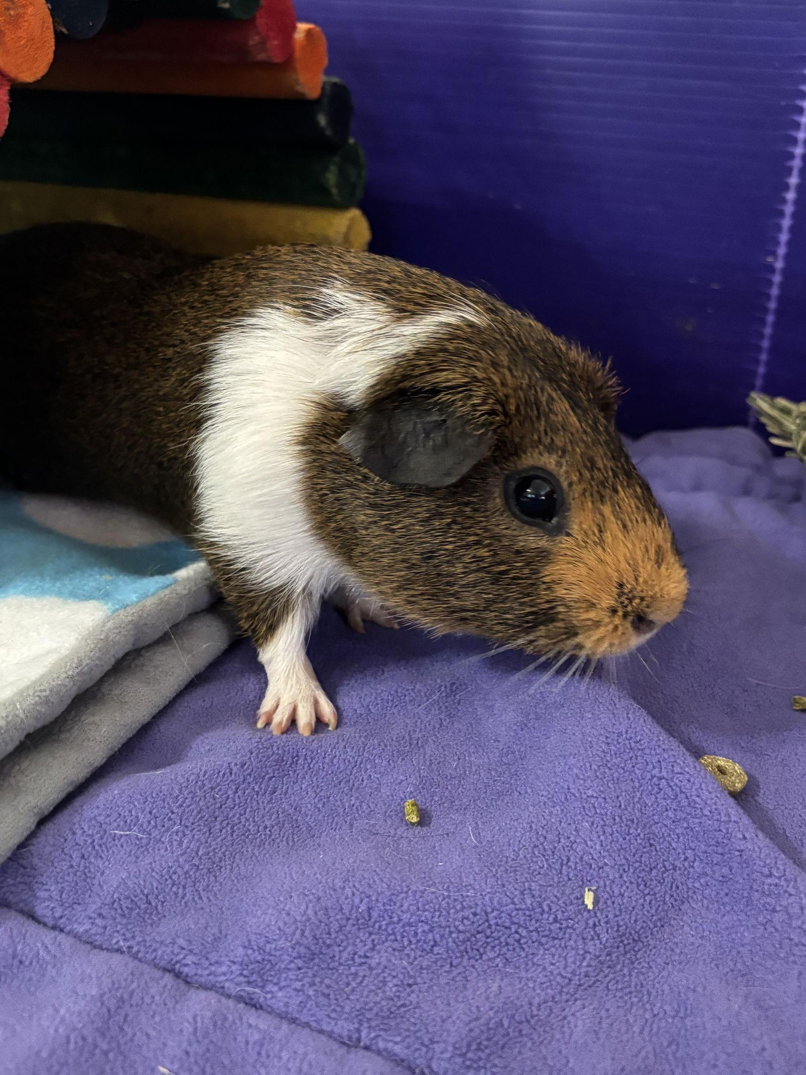 Tim, Adoptable, Adult Male Guinea Pig.