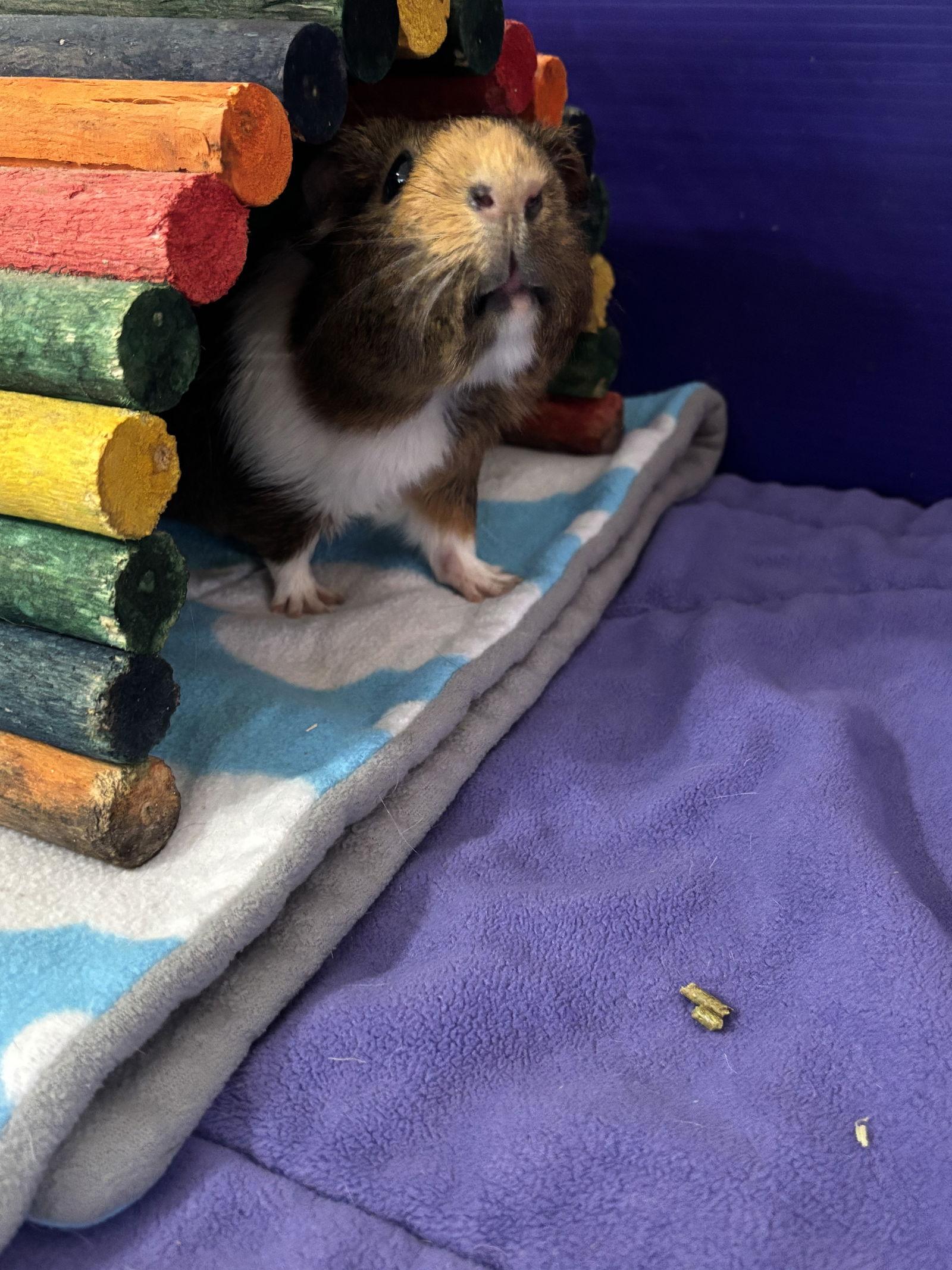 Enlarge Tim, a Adoptable Guinea Pig in Frederick, MD image 2/2
