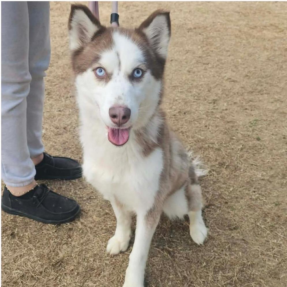 LAIKA  Available NOW - ADOPTION or RESCUE!, Adoptable, Adult Female Husky.