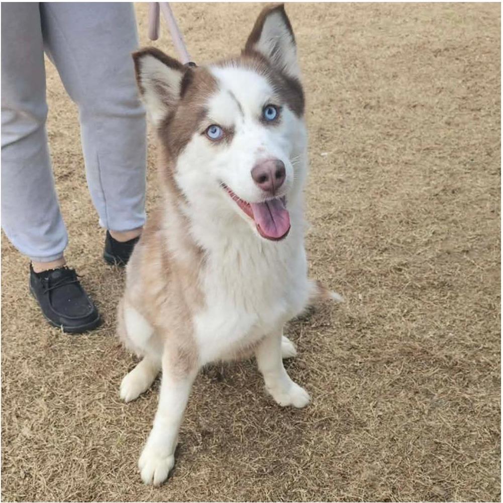 Enlarge LAIKA  Available NOW - ADOPTION or RESCUE!, a Adoptable Husky in Nashville, NC image 2/2