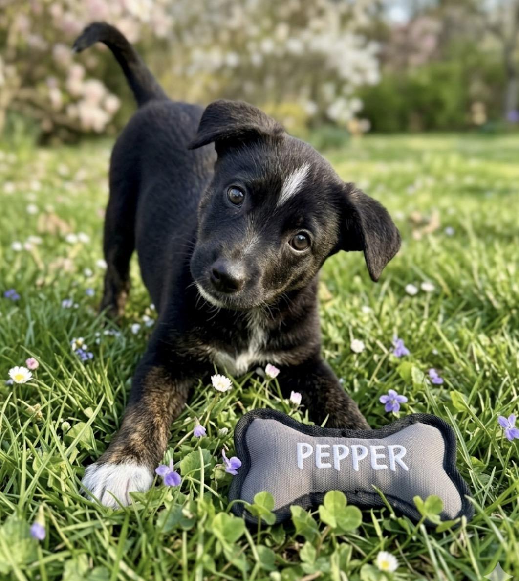 Enlarge Pepper, a ADOPTABLE mixed breed in Hales corners, WI image 1/3
