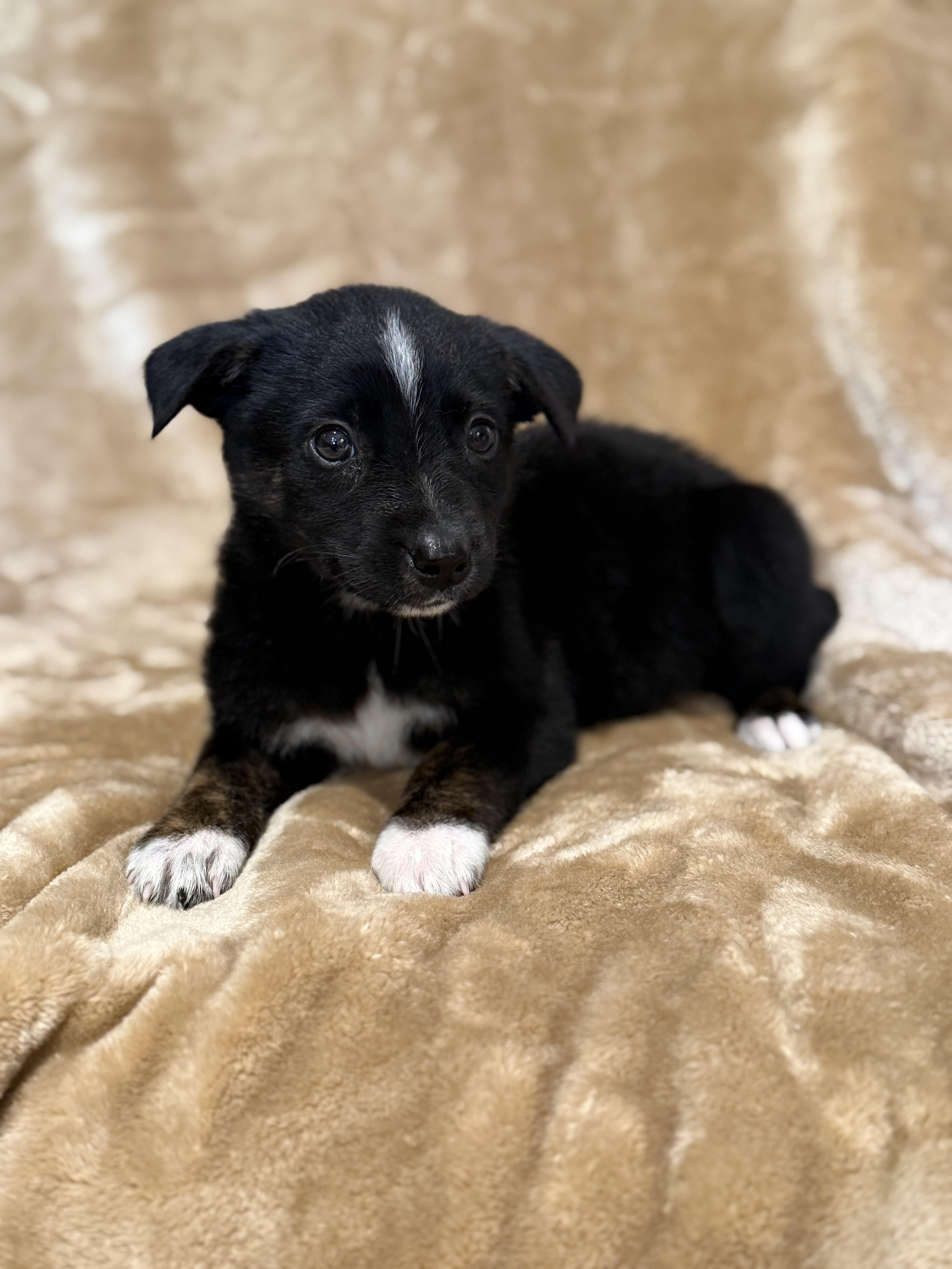 Enlarge Pepper, a ADOPTABLE mixed breed in Hales corners, WI image 3/3